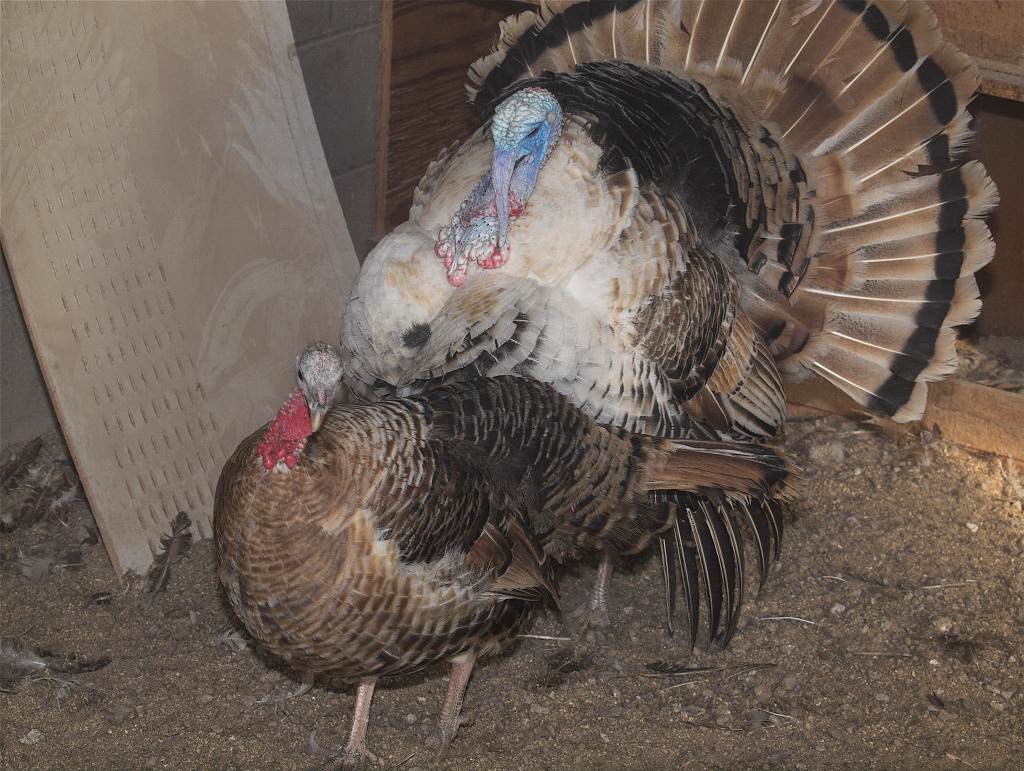 Sweetgrass turkeys