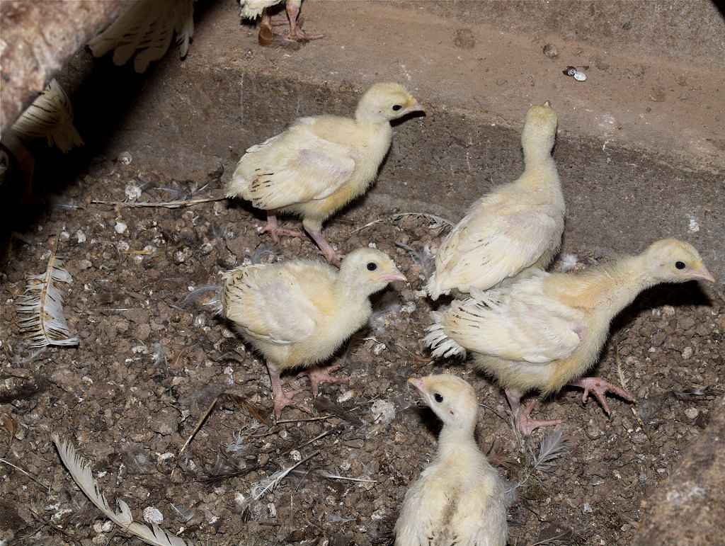 Sweetgrass_poult_X6281549_06-28-2020-001.jpg
