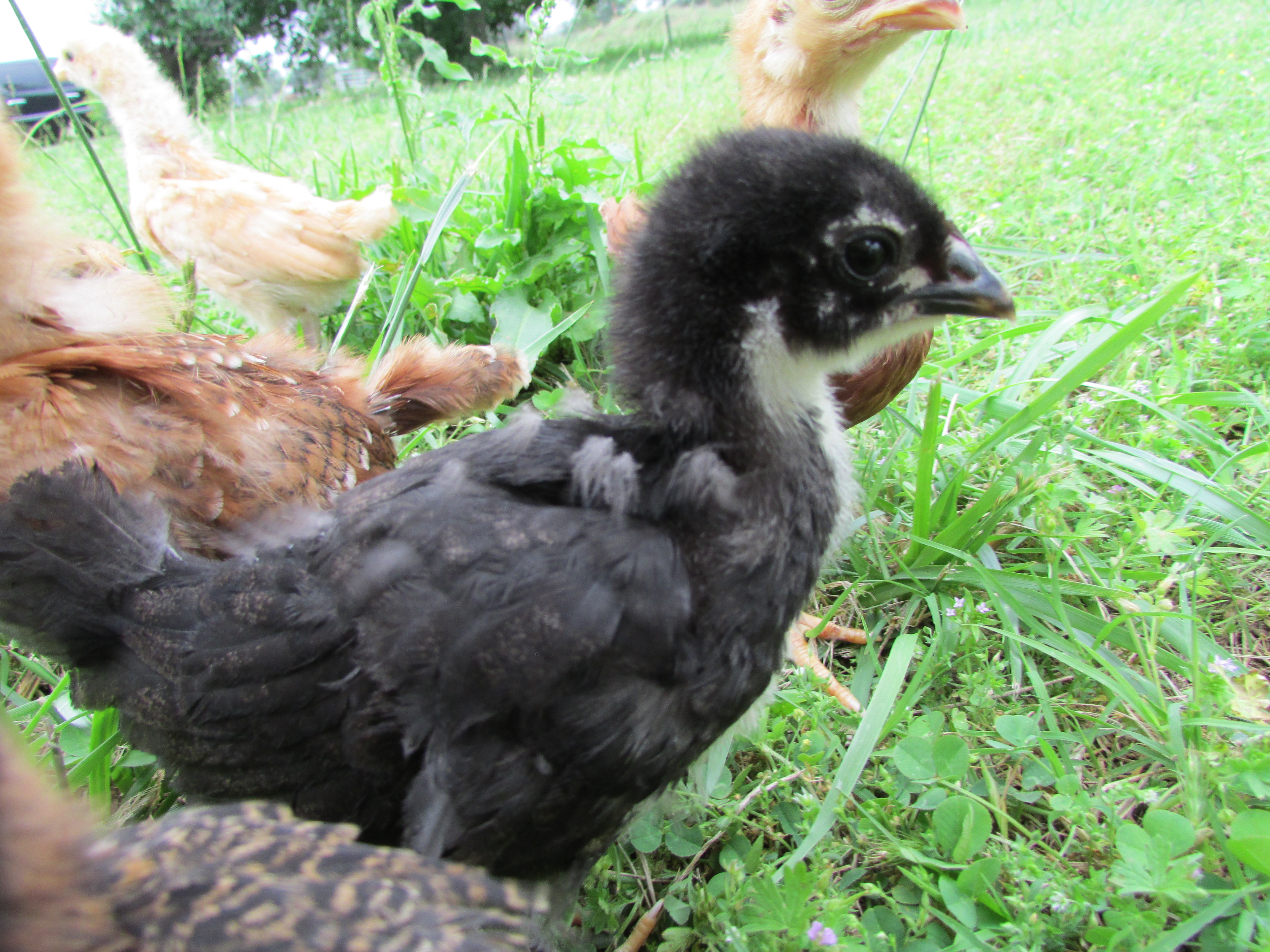 Sweetie-came out of black sexlink bin, not sure that's what she is