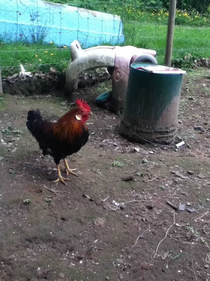Sweetie/Charlie the rooster