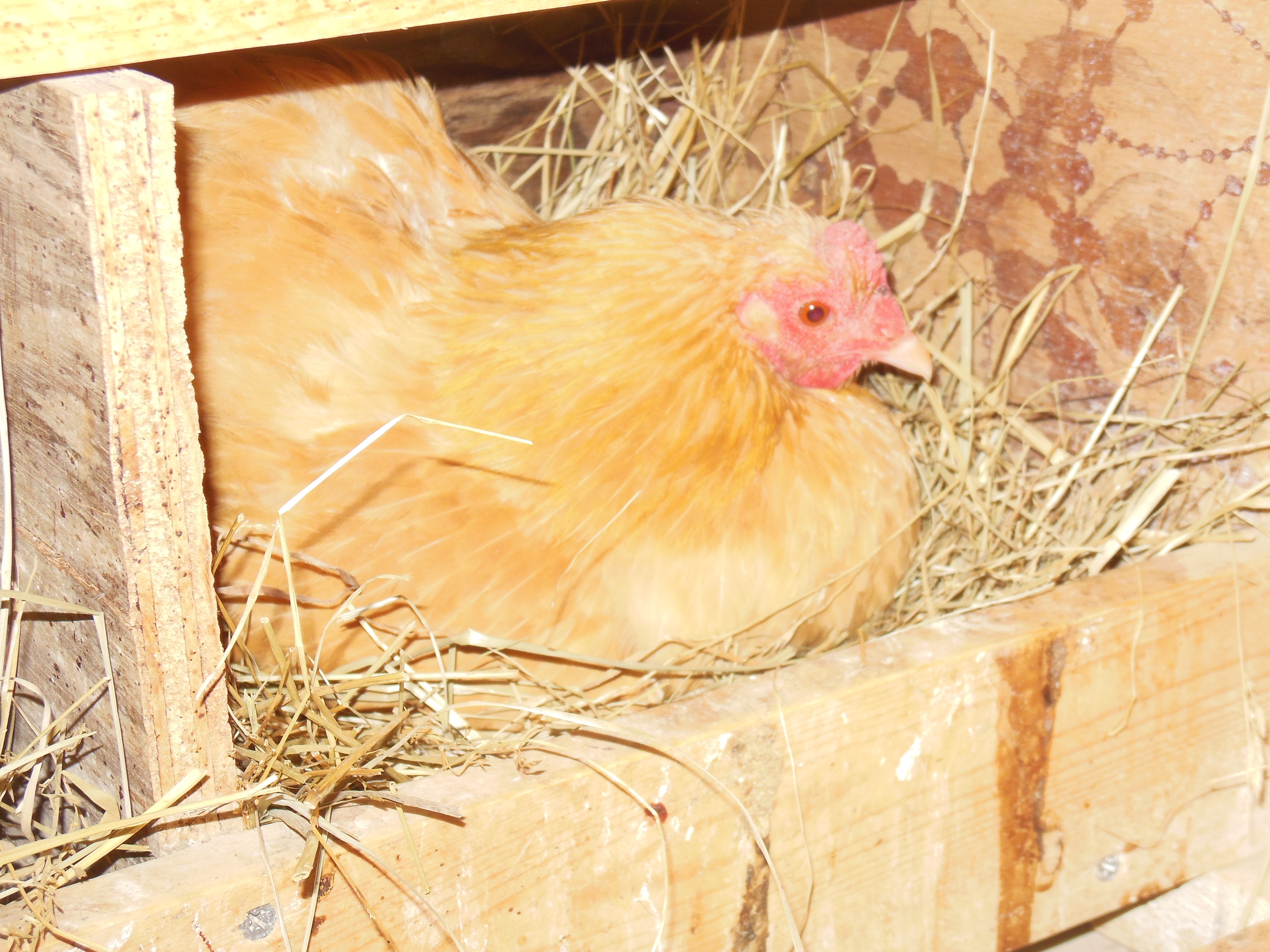 Sweetie is gonna lay an egg :)