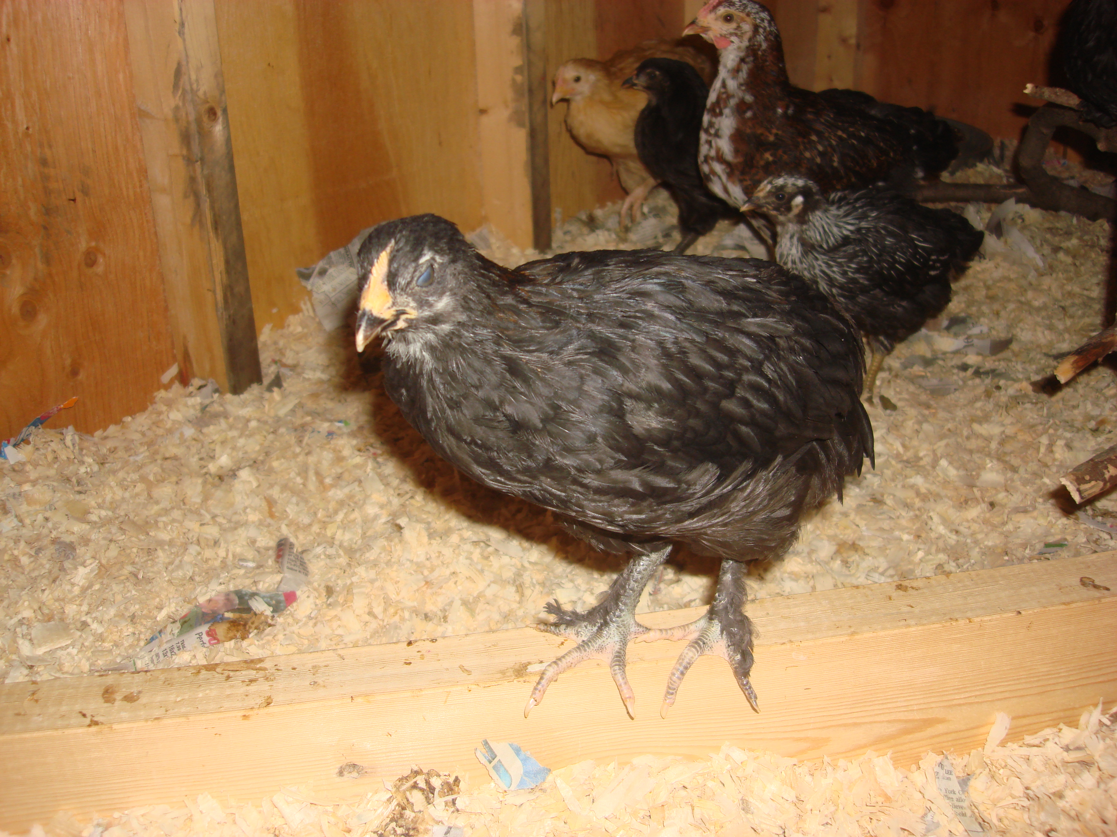 sweetie, my favorite pullet. BCM