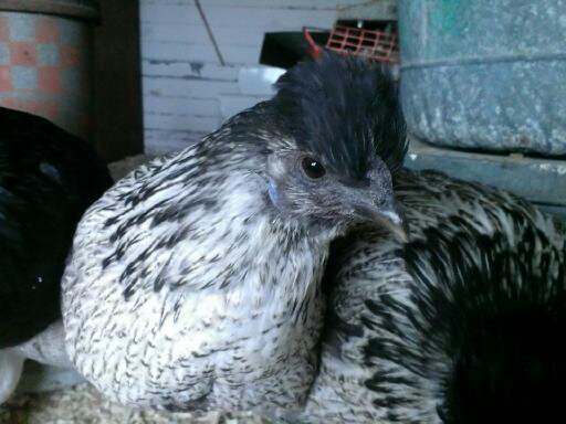Sweetie the Silky / Wyandotte hen was also interested with the camera.