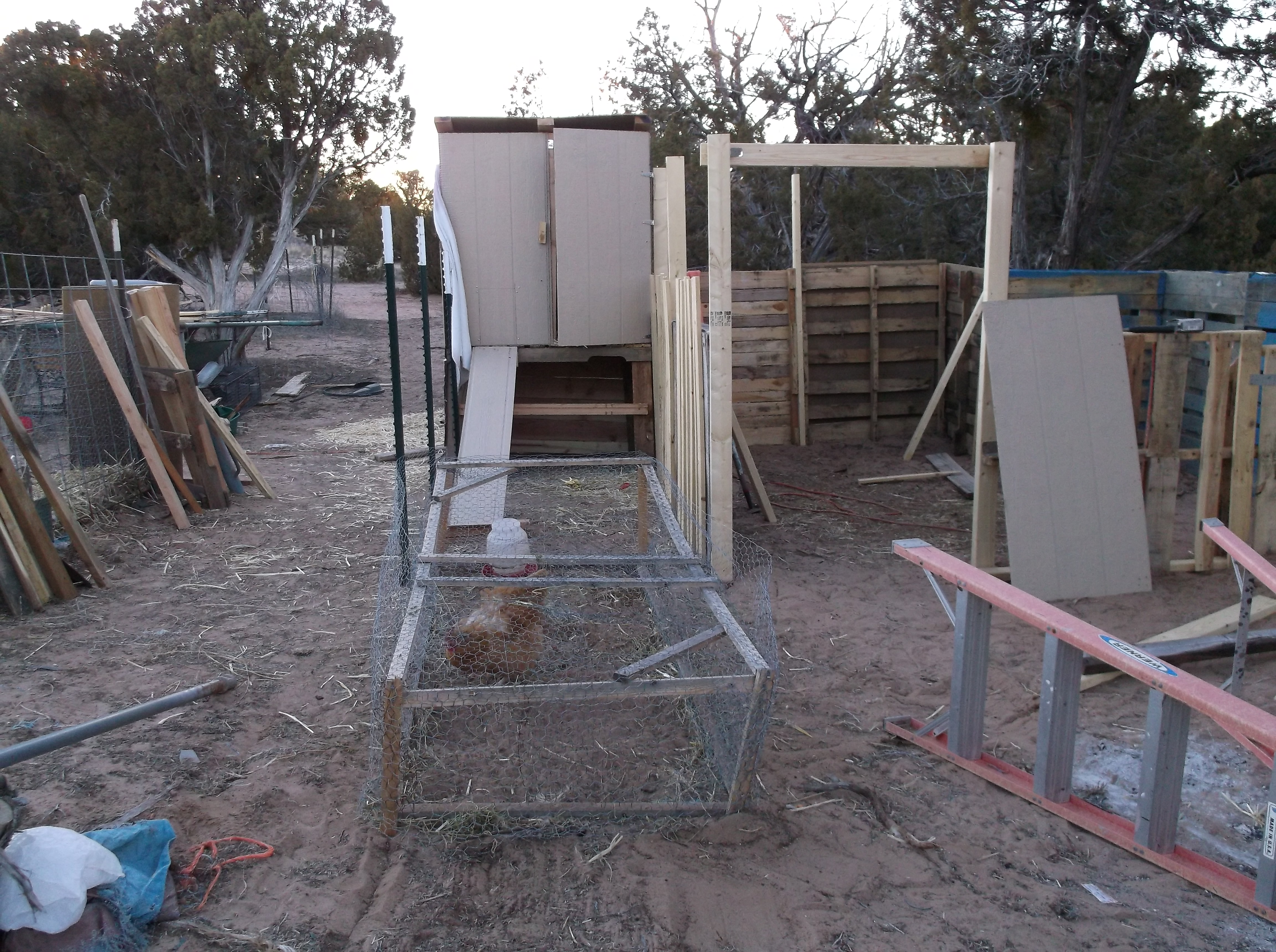Sweetie was outside and I attached a ramp where the pop door will be and put some posts into the ground for the fencing. 1/17/14