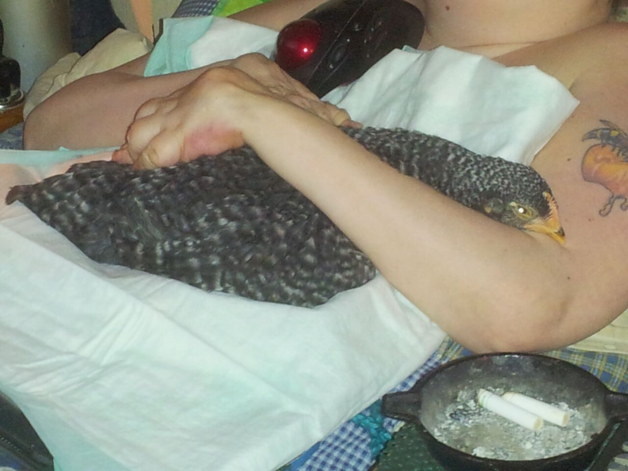 Sweetness my sleepy pullet enjoys snuggling in my arms