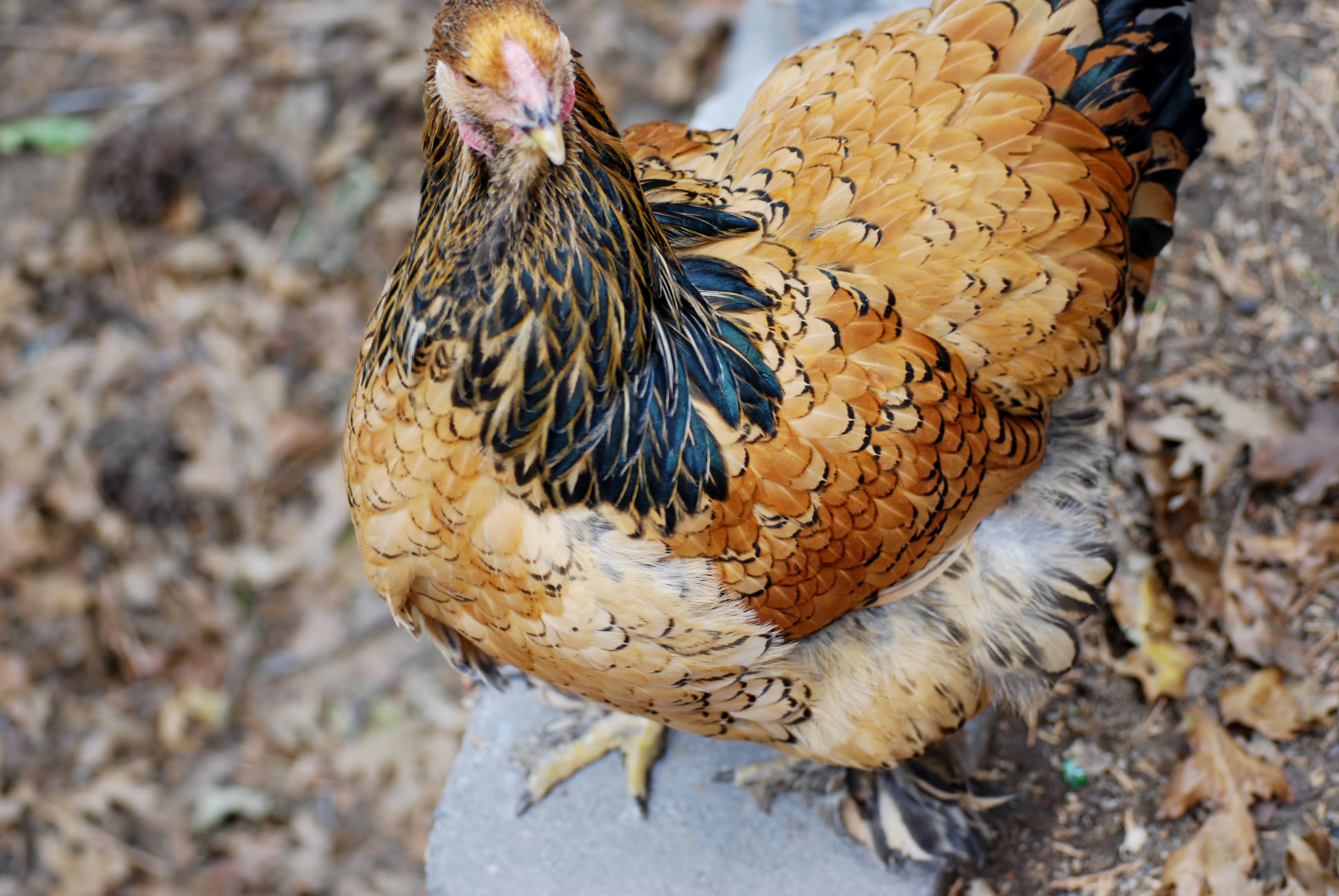 SweetPea Gold Laced Brahma