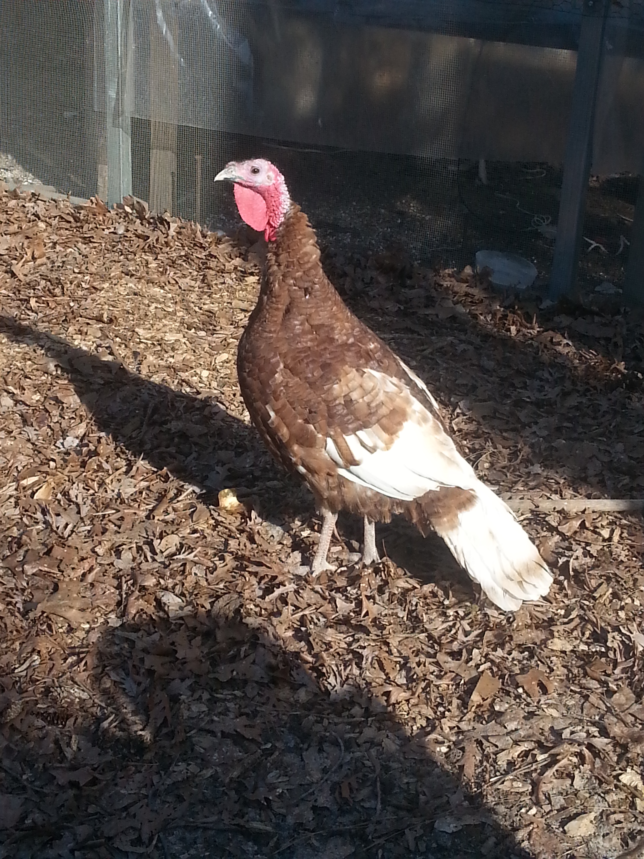 Sweetpea the Turkey