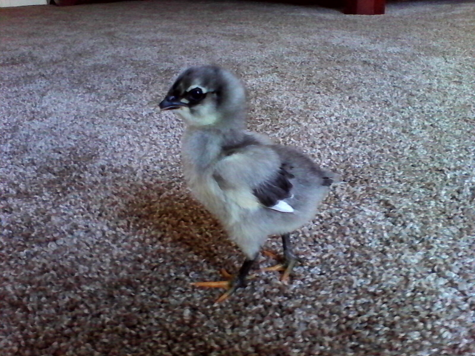 Sweetpea Wee, growing up