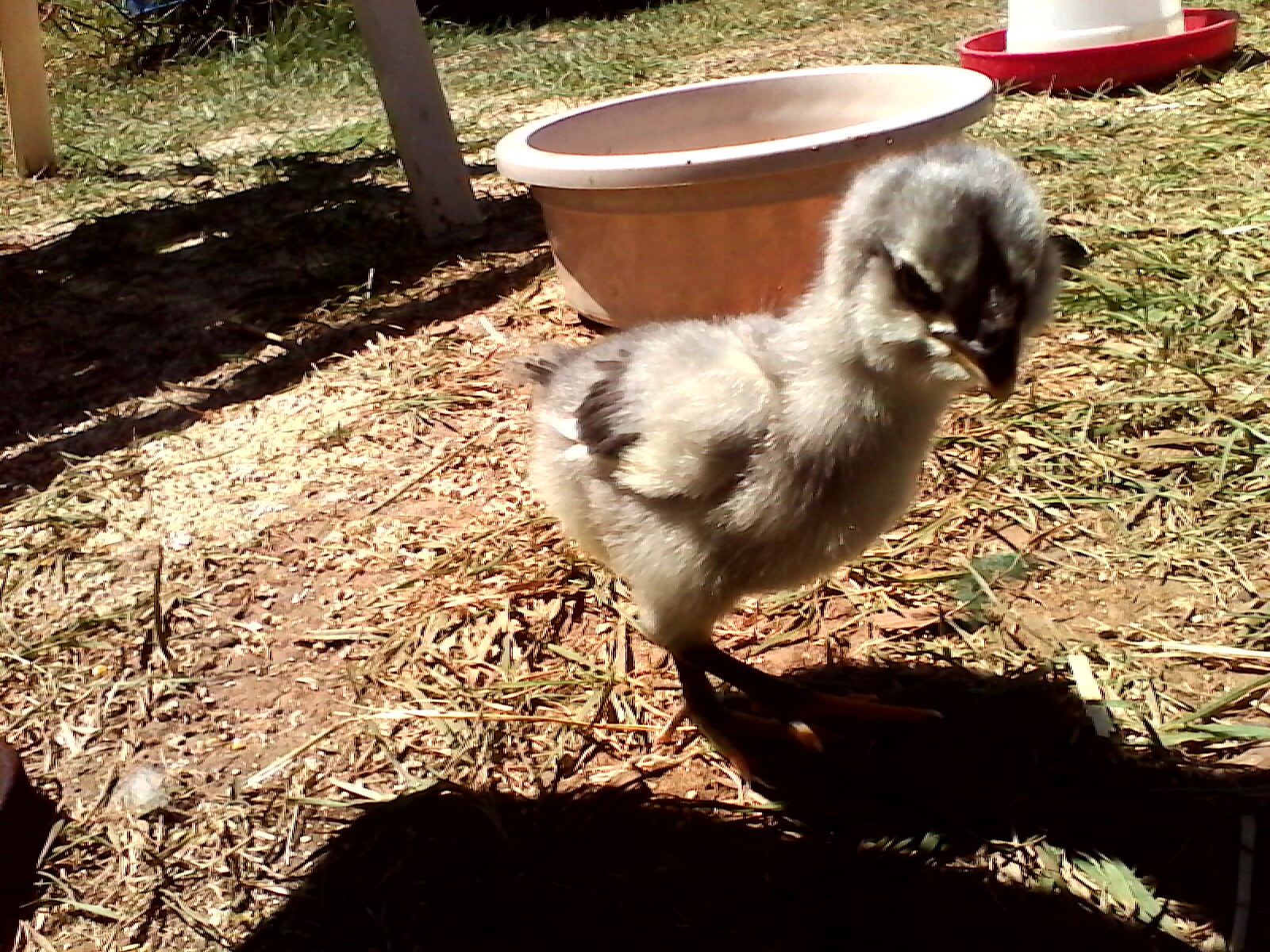 Sweetpee Wees' first time outside