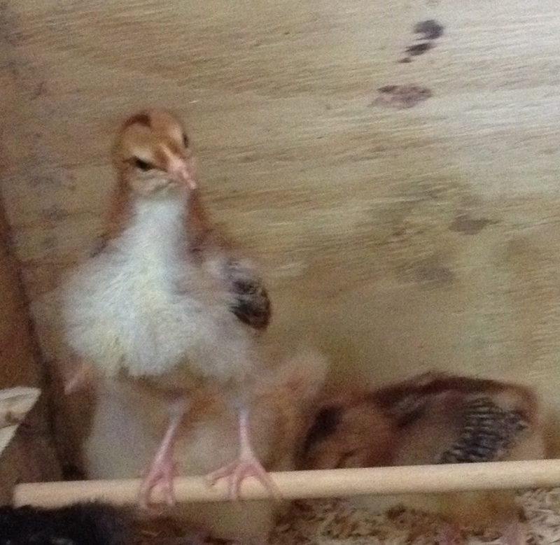 Sweetums (Speckled Sussex on the roost)