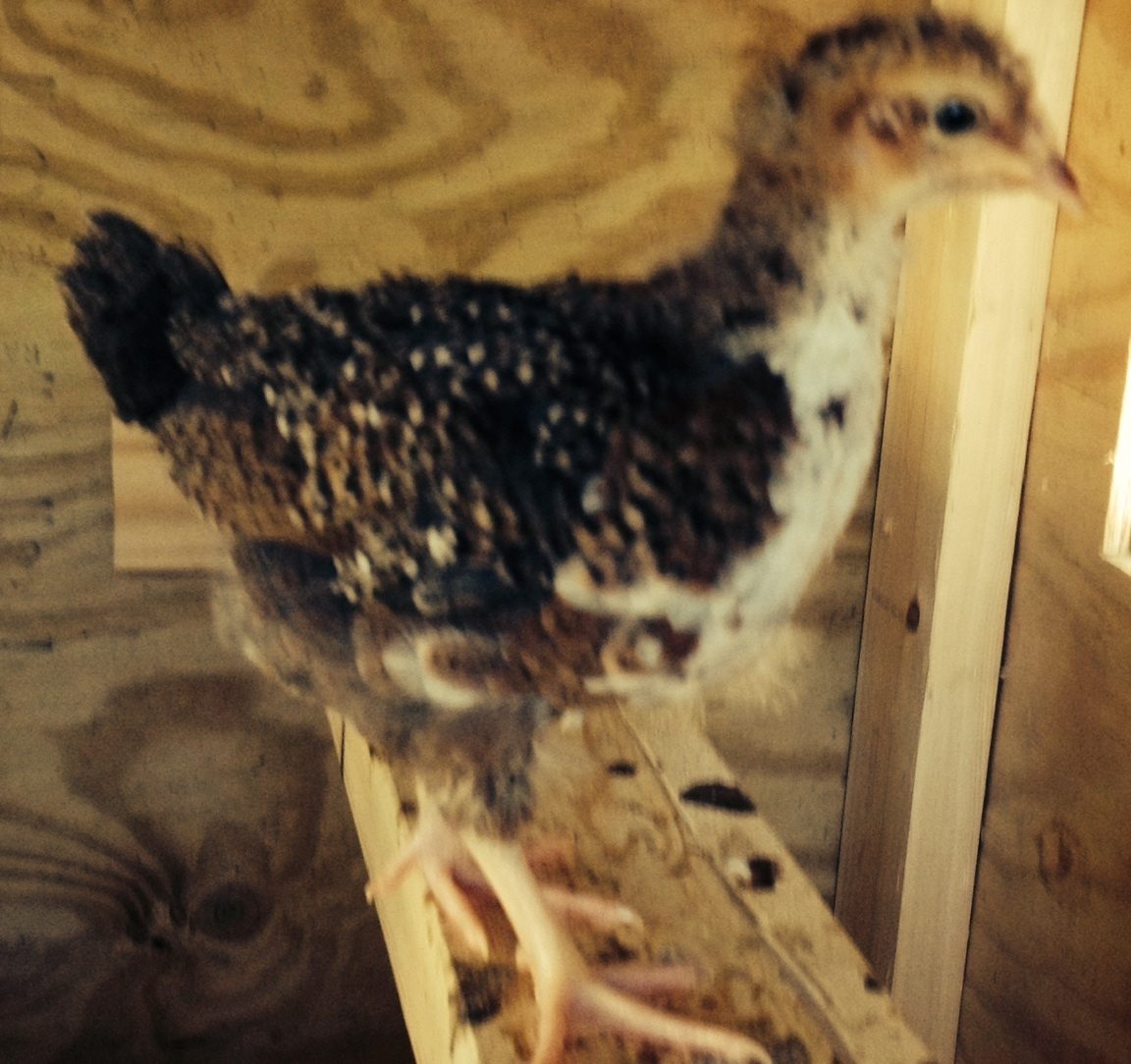 Sweetums (Speckled Sussex) on the roost