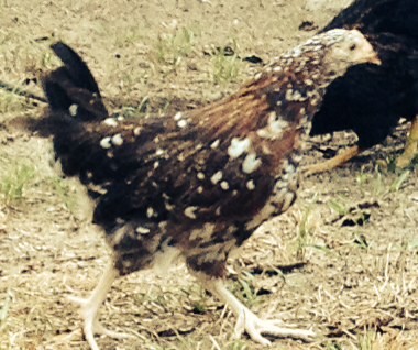 Sweetums the Speckled Sussex at 9 weeks old