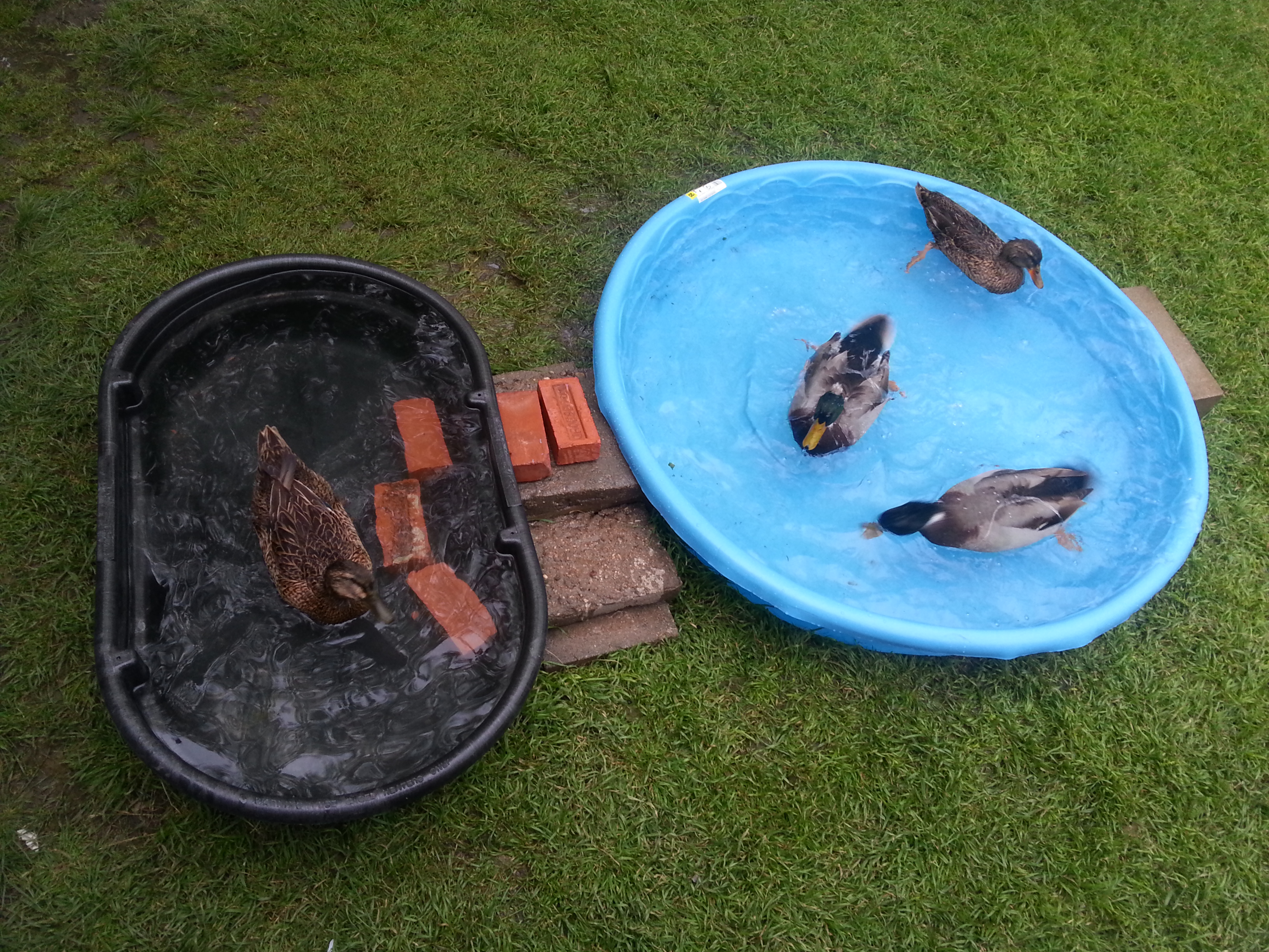 Swimming accommodations at my house. We actually have a legitimate pond, and they hate it and never go there.