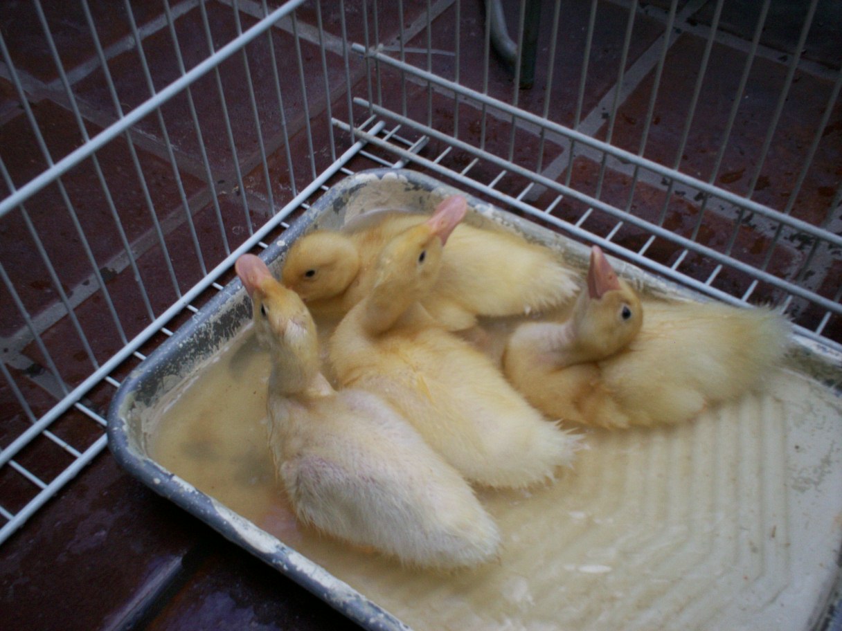 Swimming in a paint tray. 5-13-2013