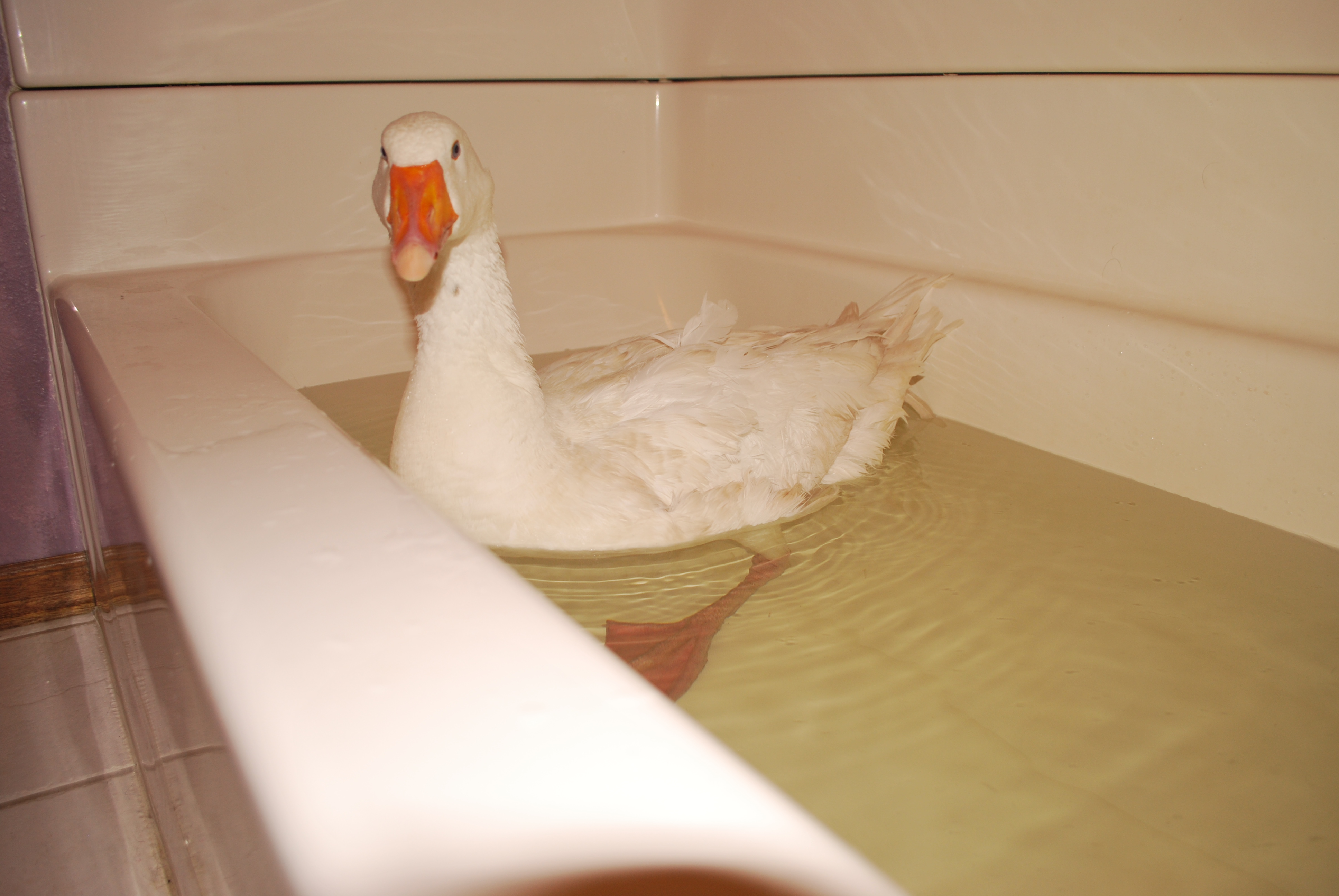 Swimming in the tub.