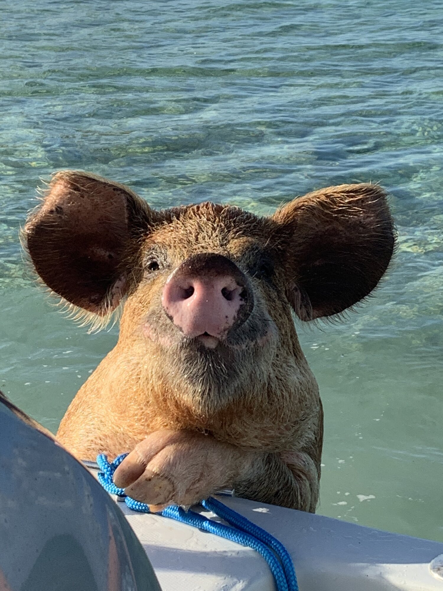 Swimming pigs