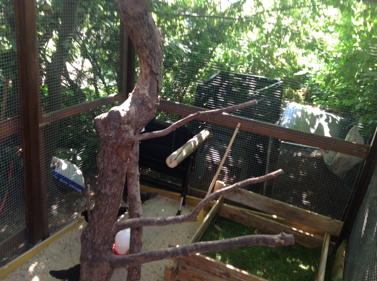 Swing and compost bin in the run