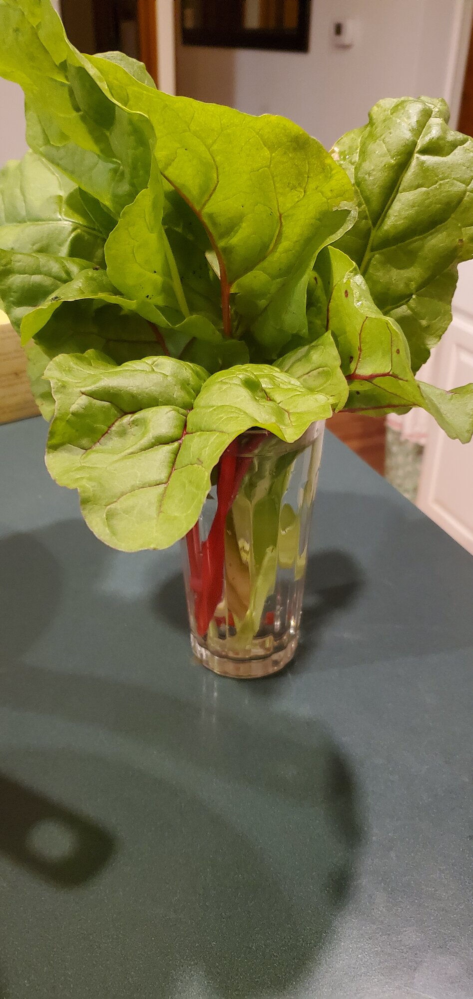 Swiss Chards from my own garden