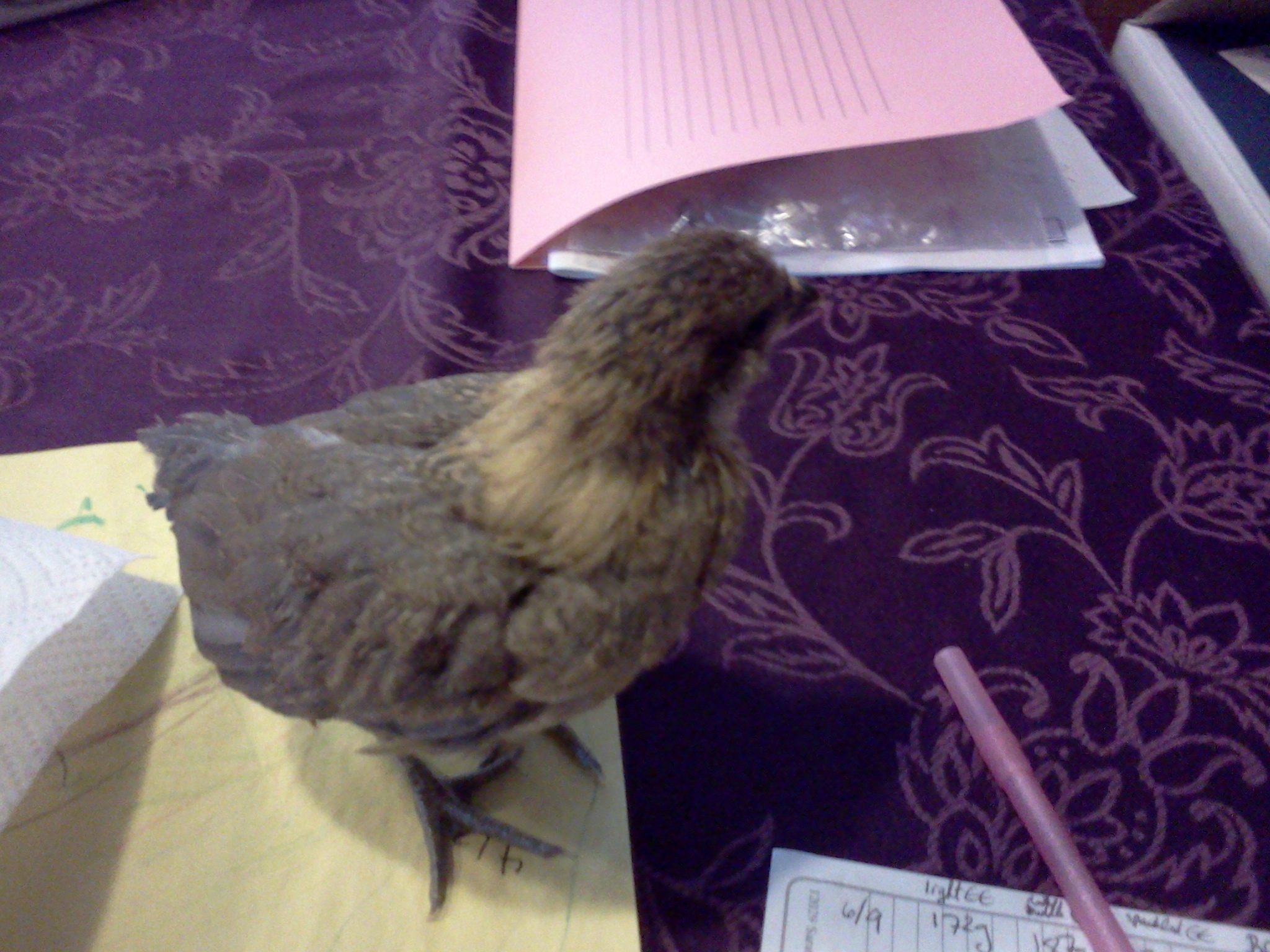 Sybil.  31 days, 175 grams.