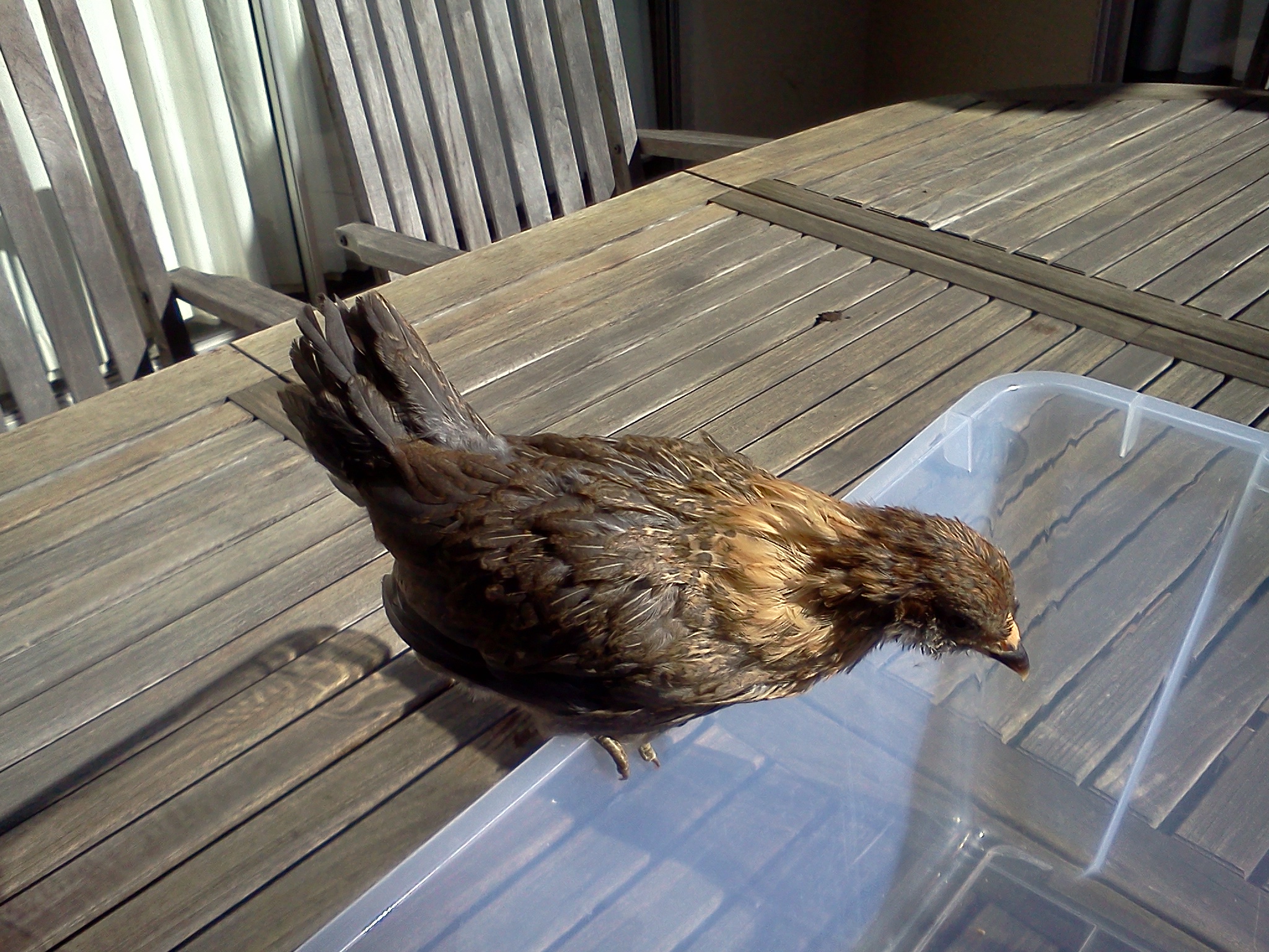 Sybil.  41 days old, 227 grams.