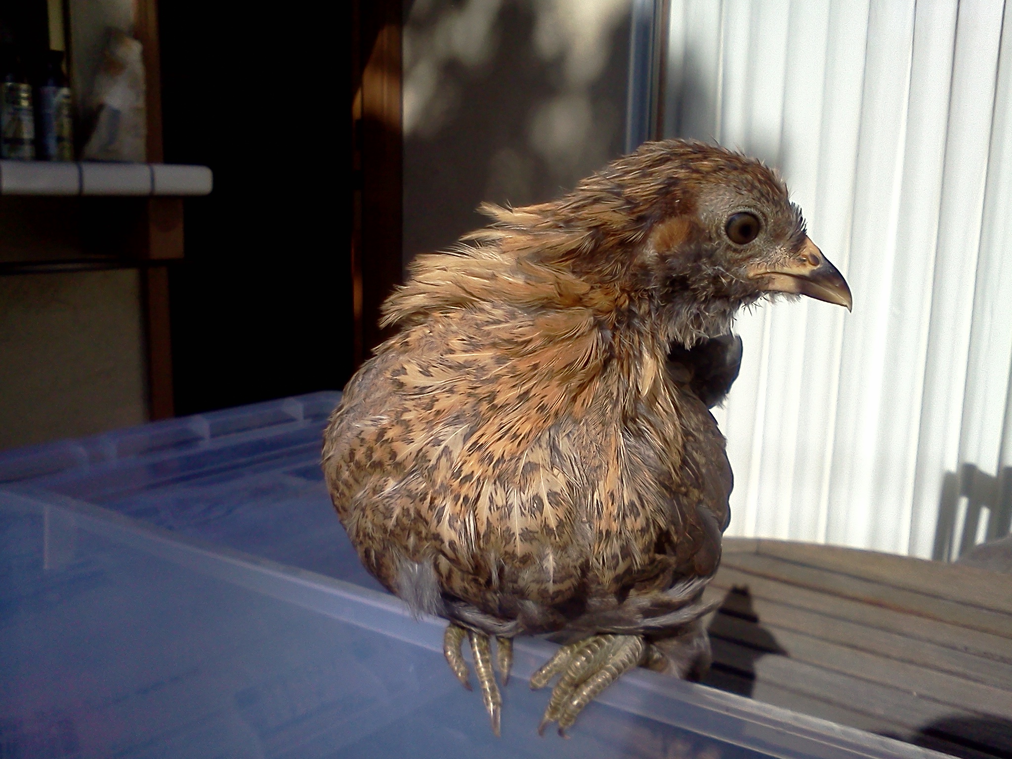 Sybil.  41 days old, 227 grams.