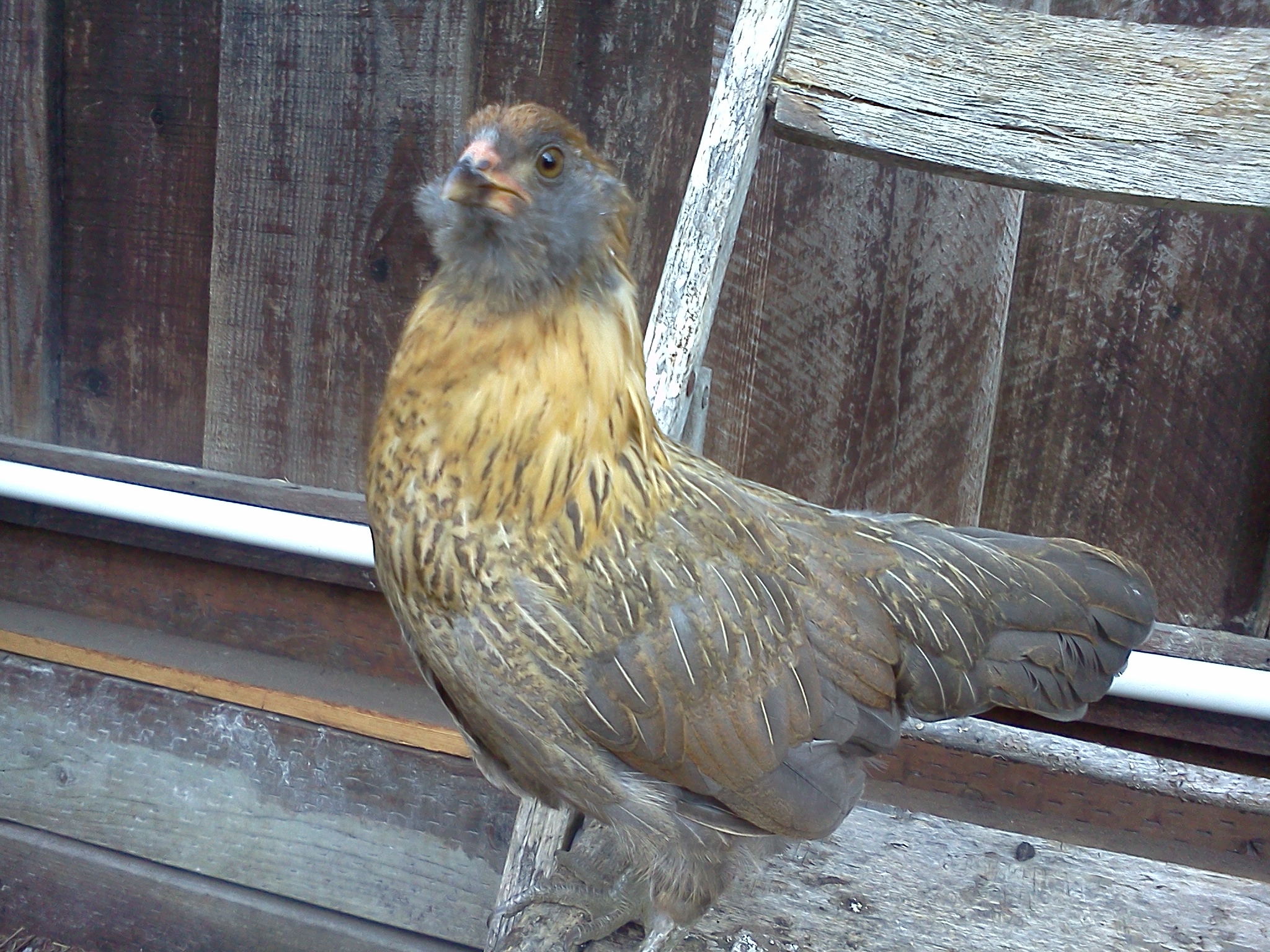 Sybil, about 9.5 weeks.  
(weigh in 2 days after this pic at 455 grams)