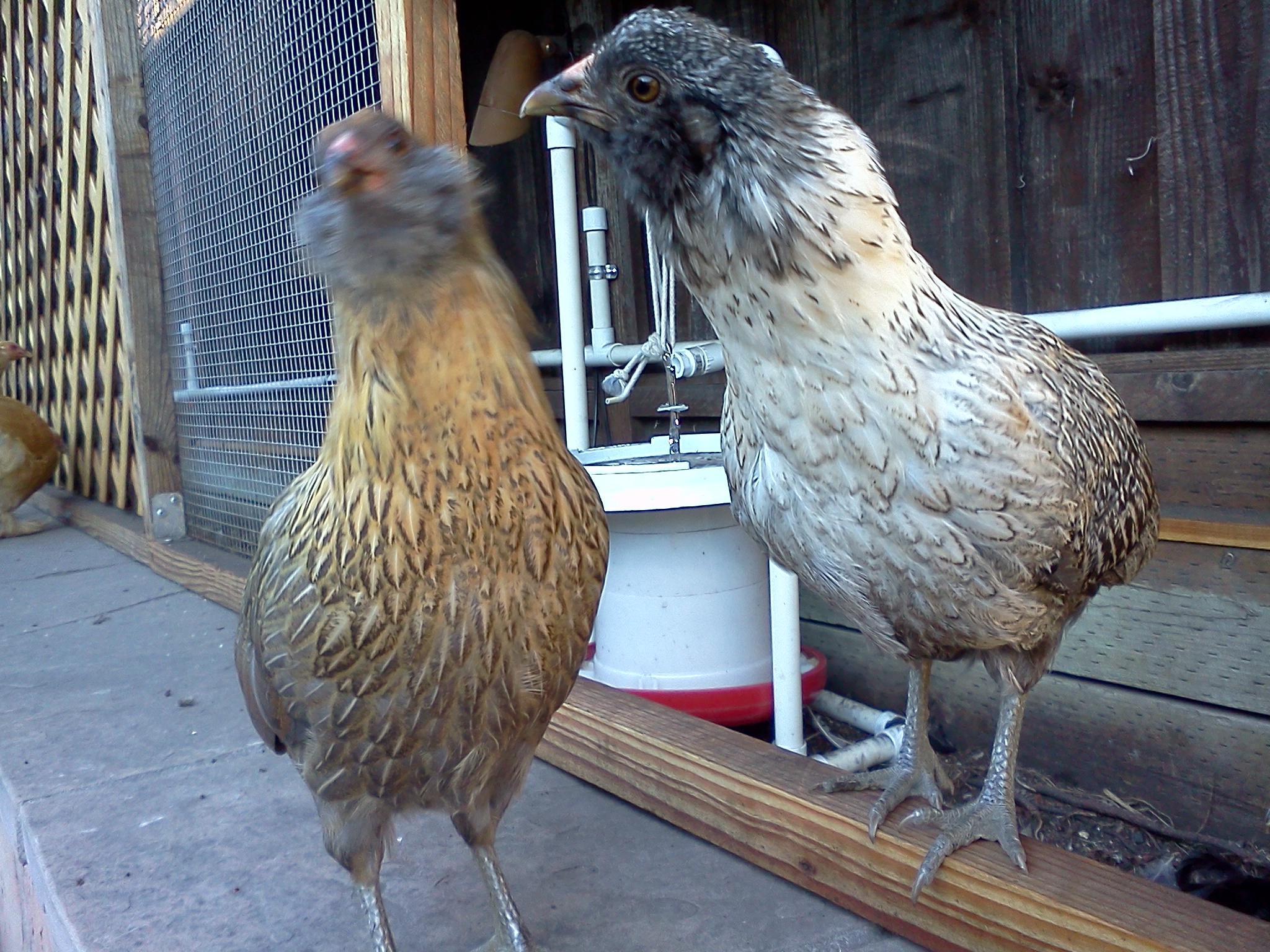 Sybil and Mary, about 12.5 weeks.