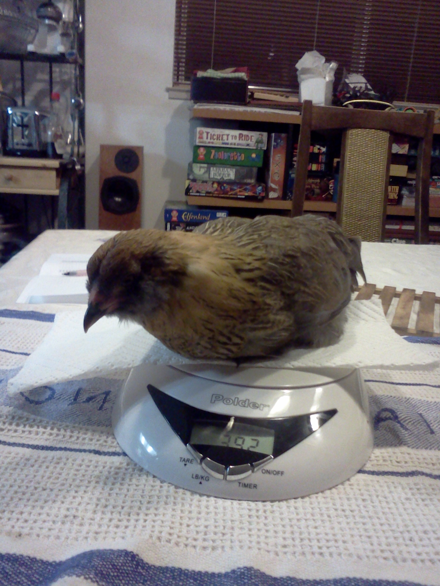 Sybil, Easter Egger Bantam, 9 weeks, 392 grams.