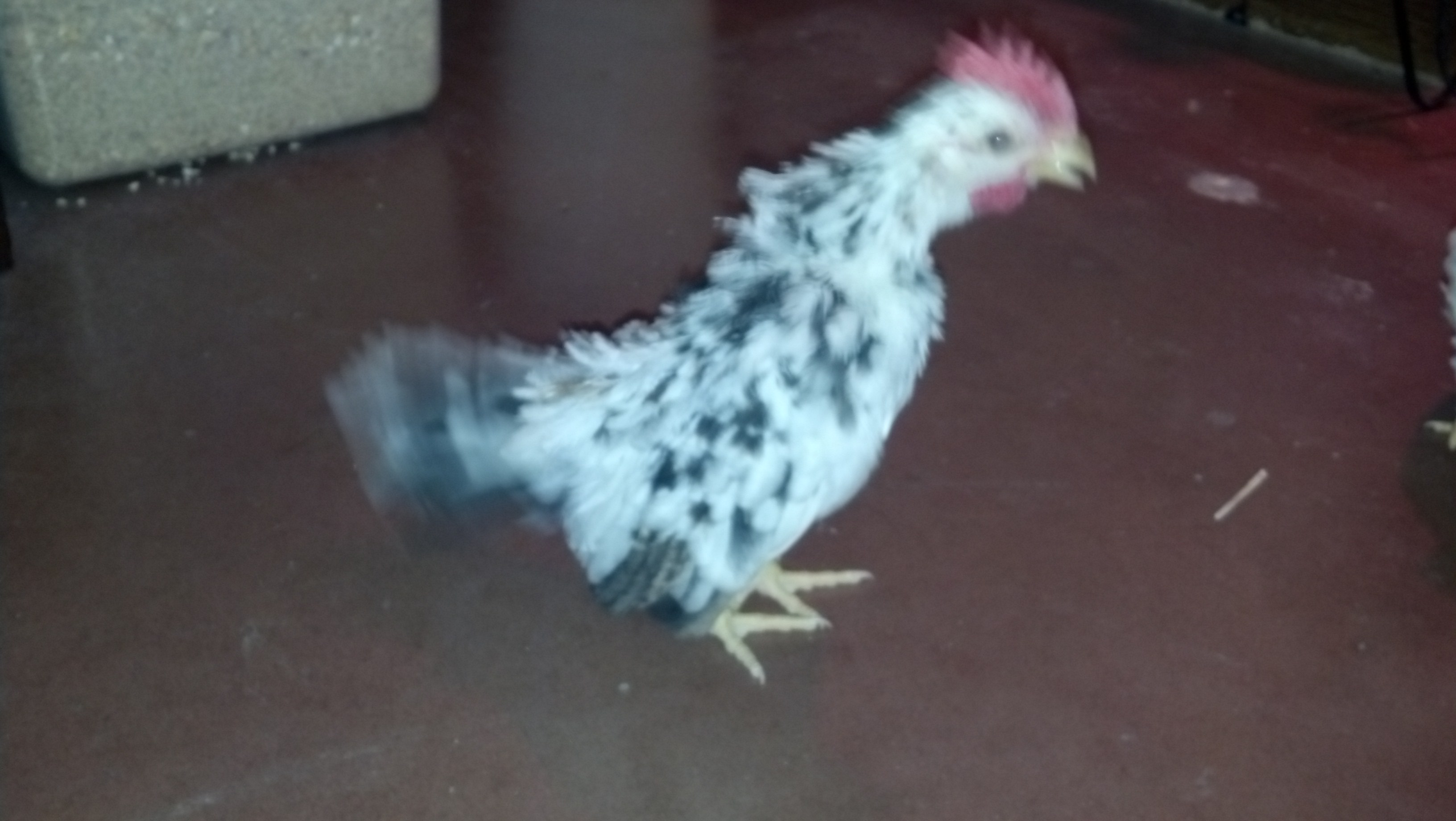 Sylvester