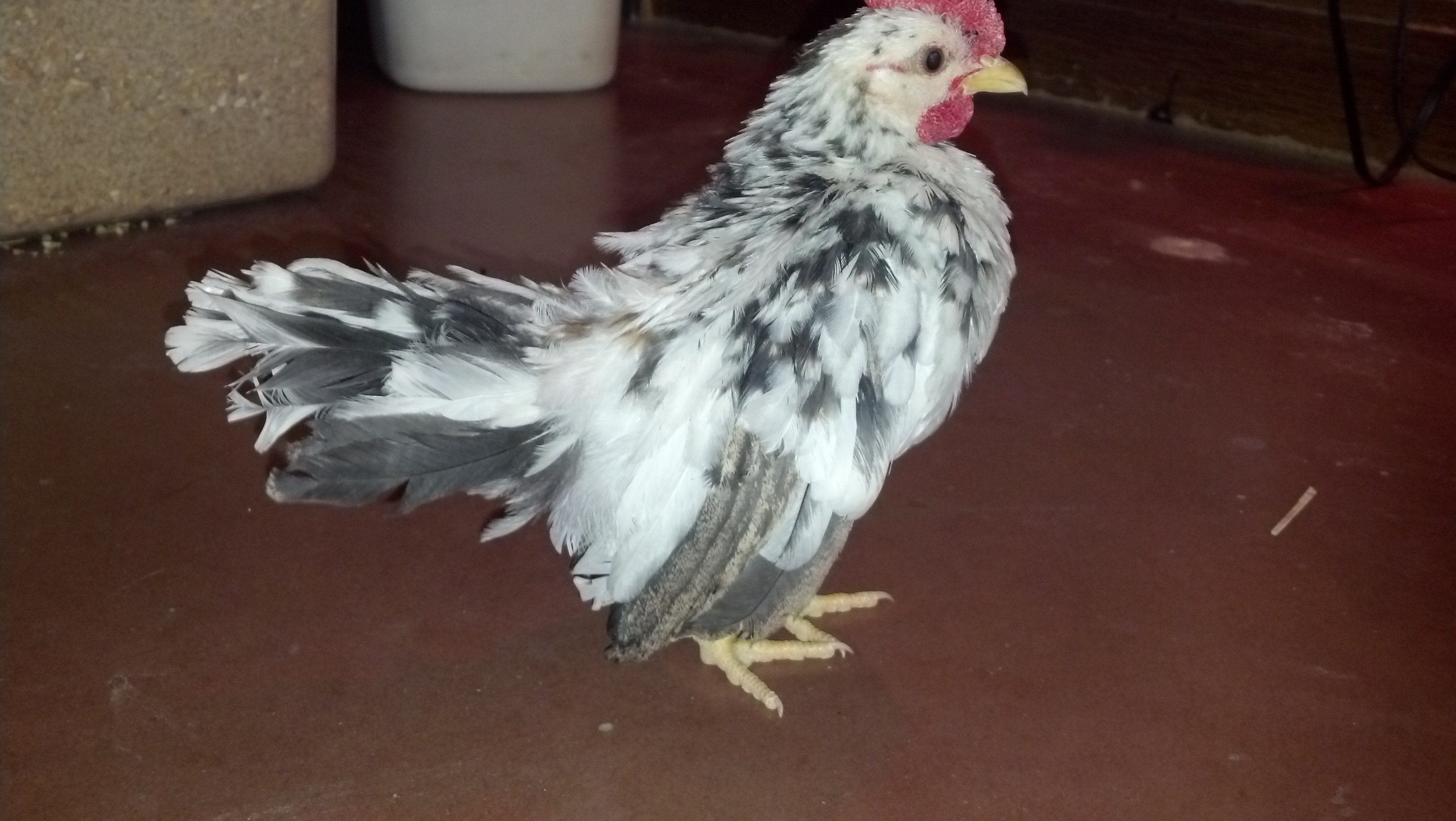 Sylvester