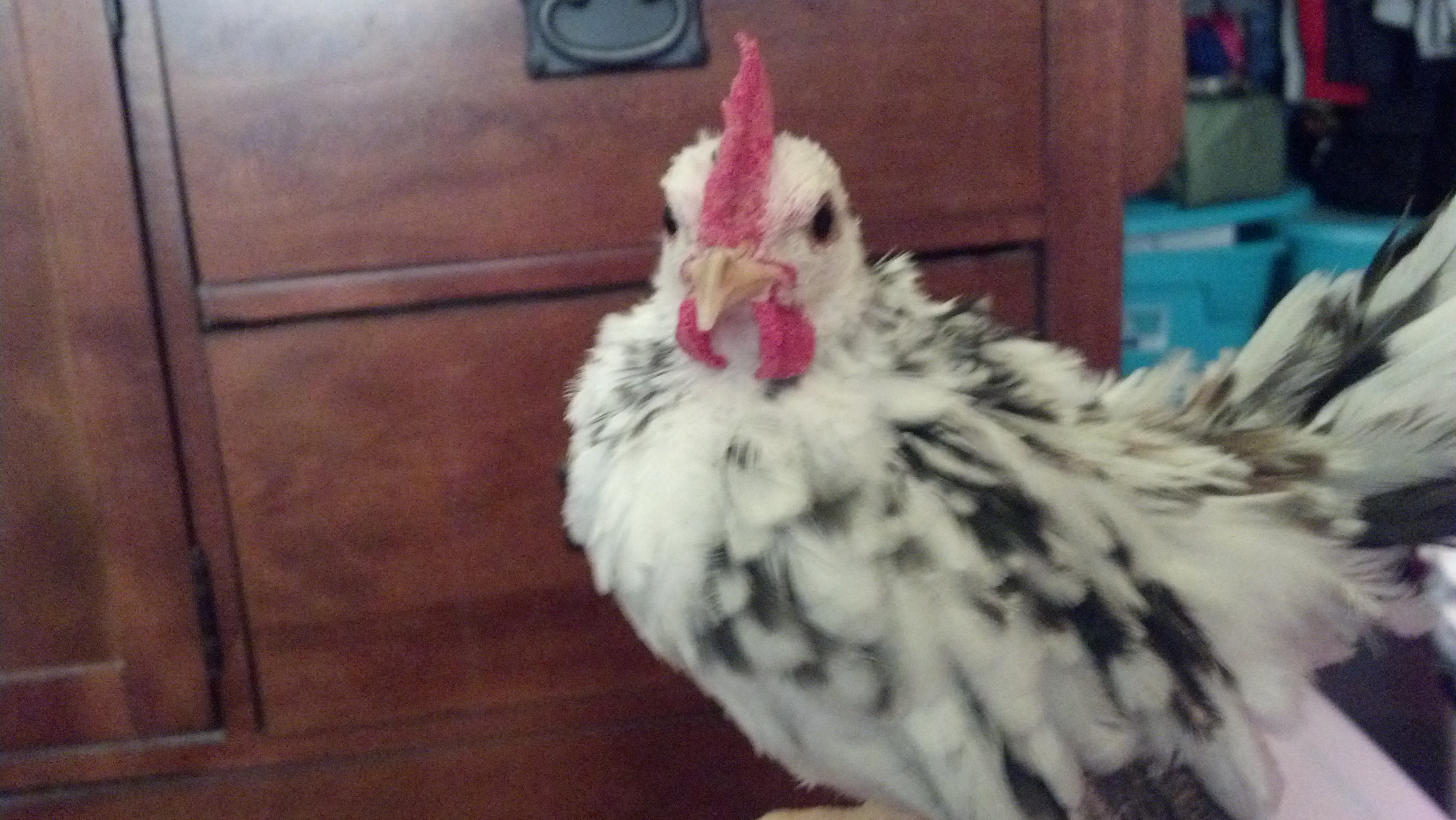 Sylvester