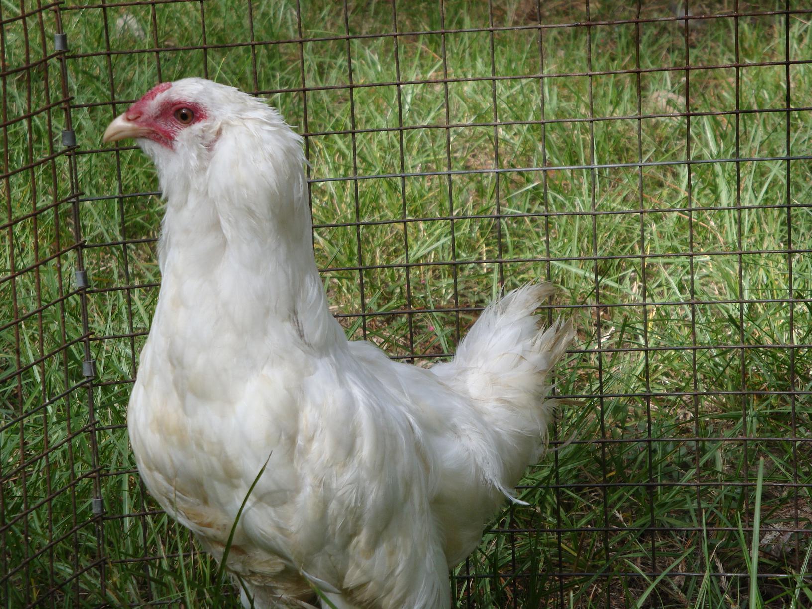 Sylvia is such a sweet little hen. I adopted her when I saw her wandering around the fence line. She will coo and close her eyes when I hold her and sometimes she will follow me around the yard. :D