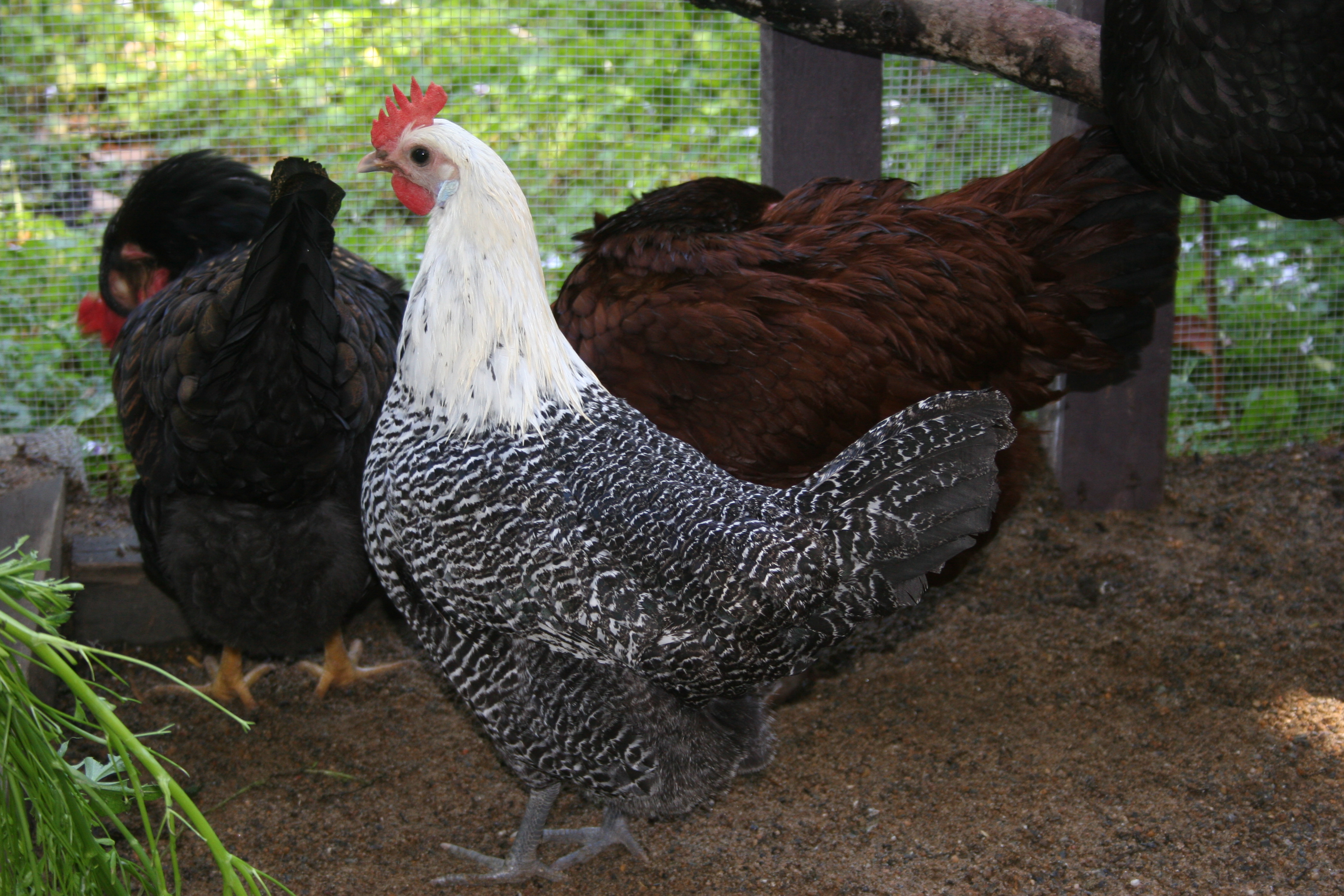 Sylvia the Silver Campine