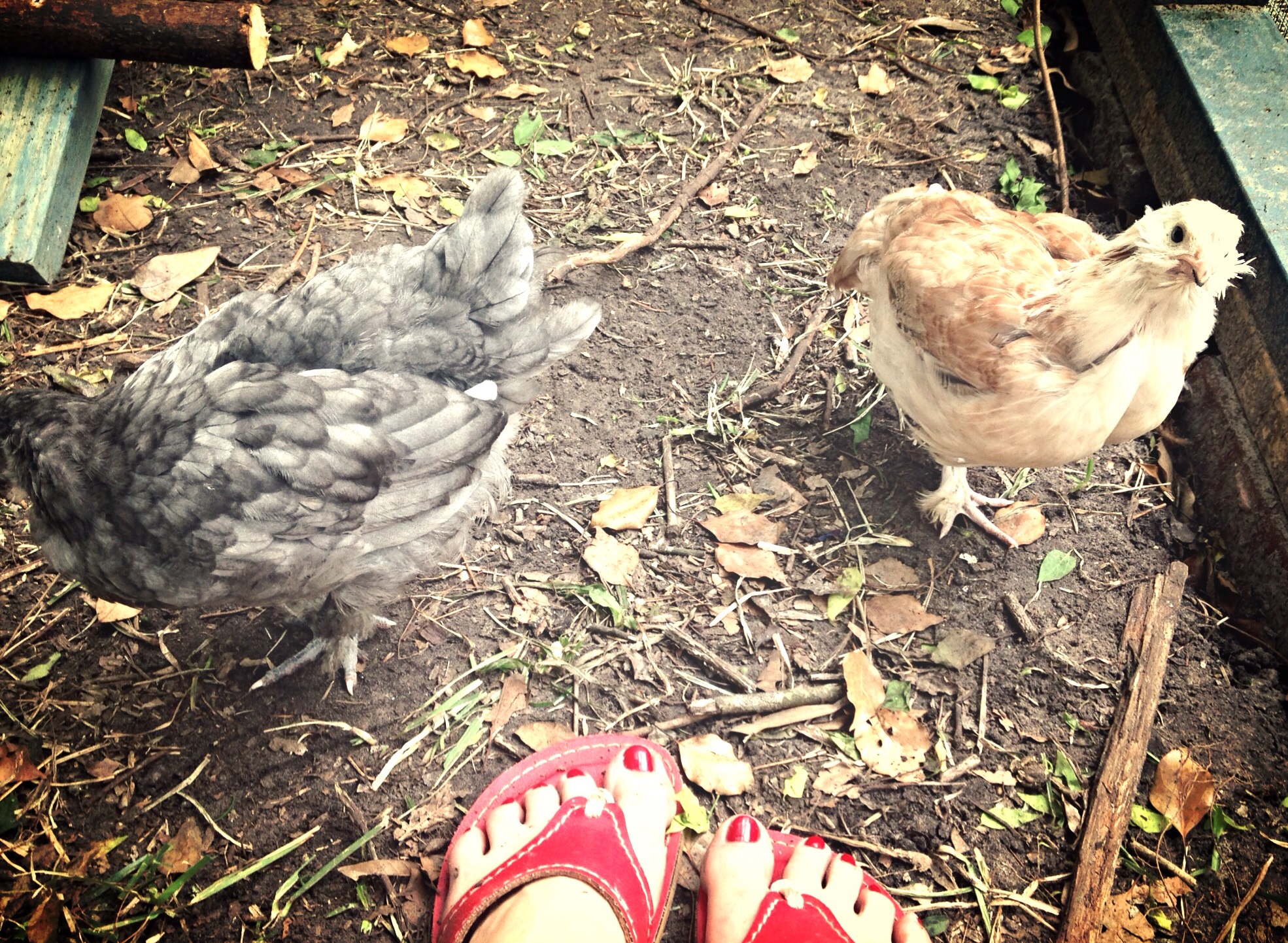 Sylvie, my Blue Maran, and Nanette, the Salmon Faverolle getting some outside time.