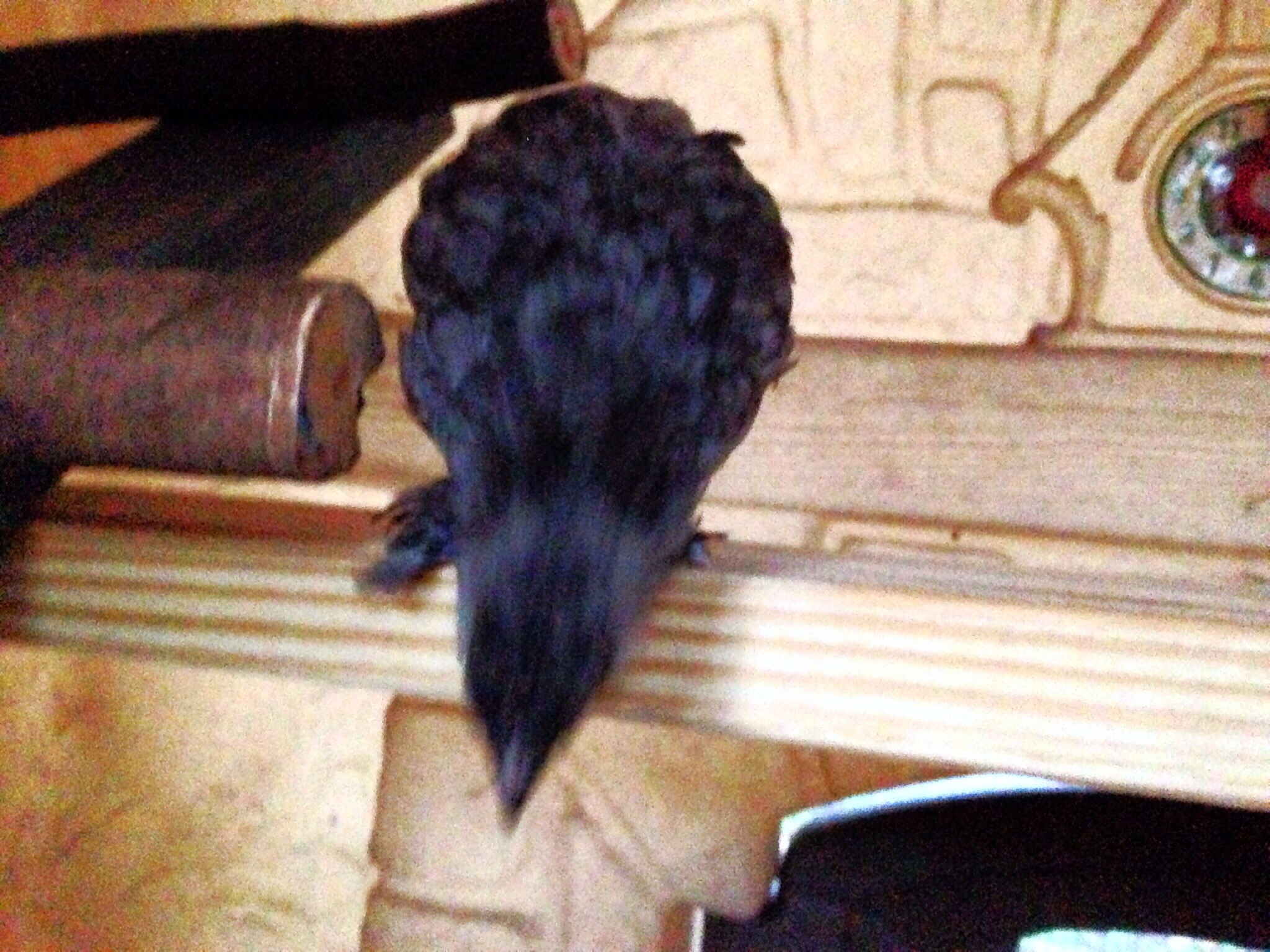 Sylvite is super unsure of the roost.