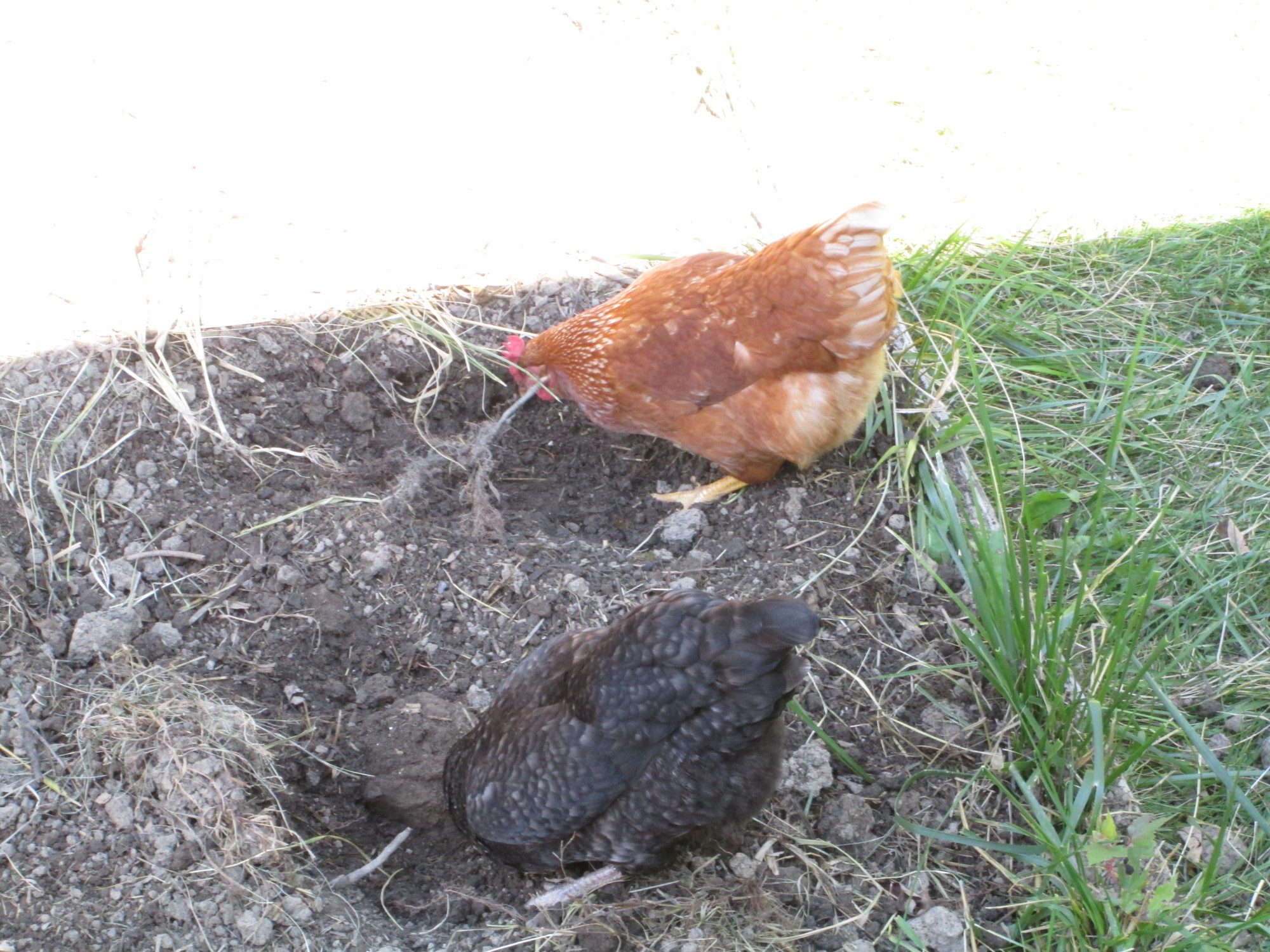 synchronized gardening