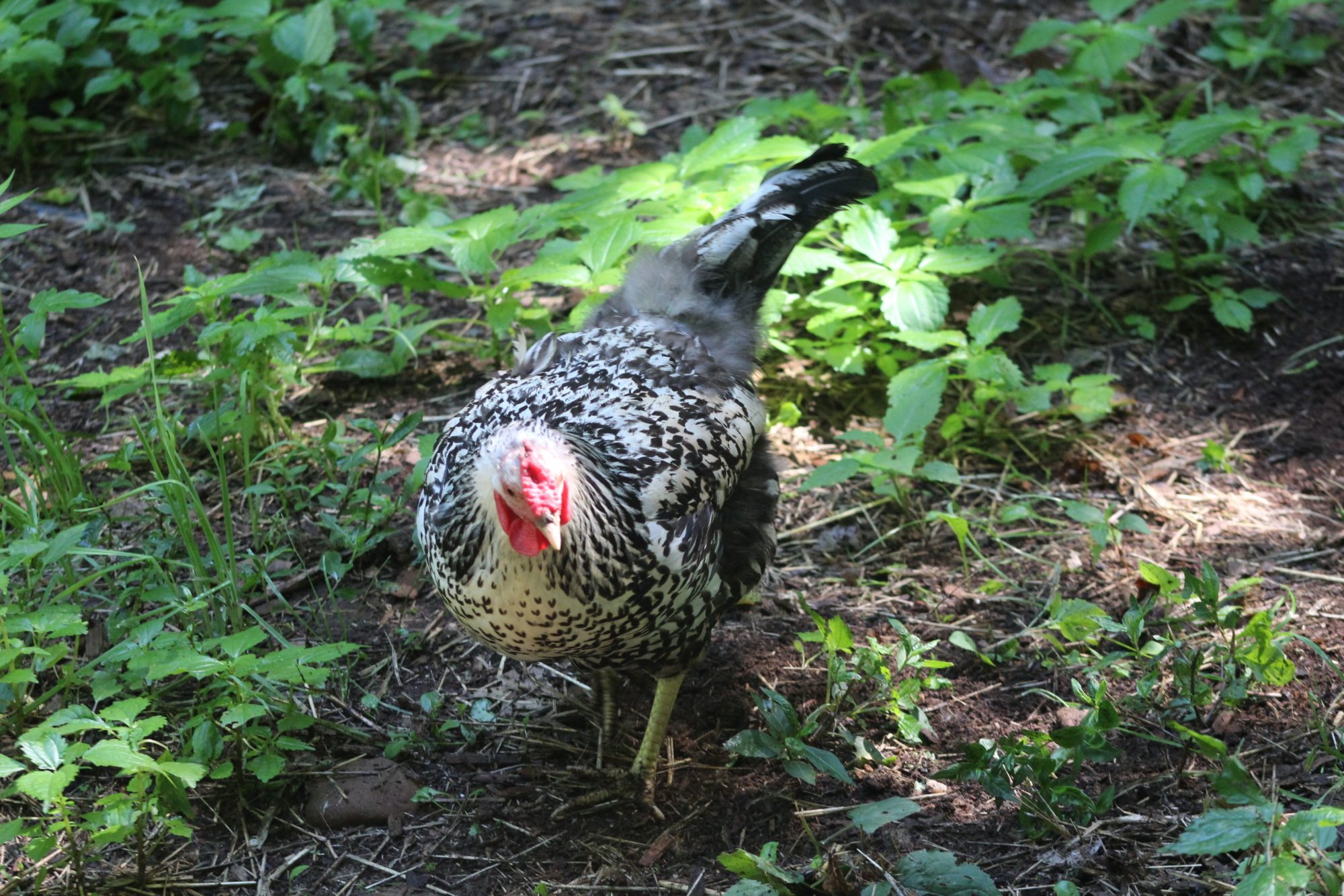 Syra, my silver-laced Wyandotte hen, having fun in the woods.