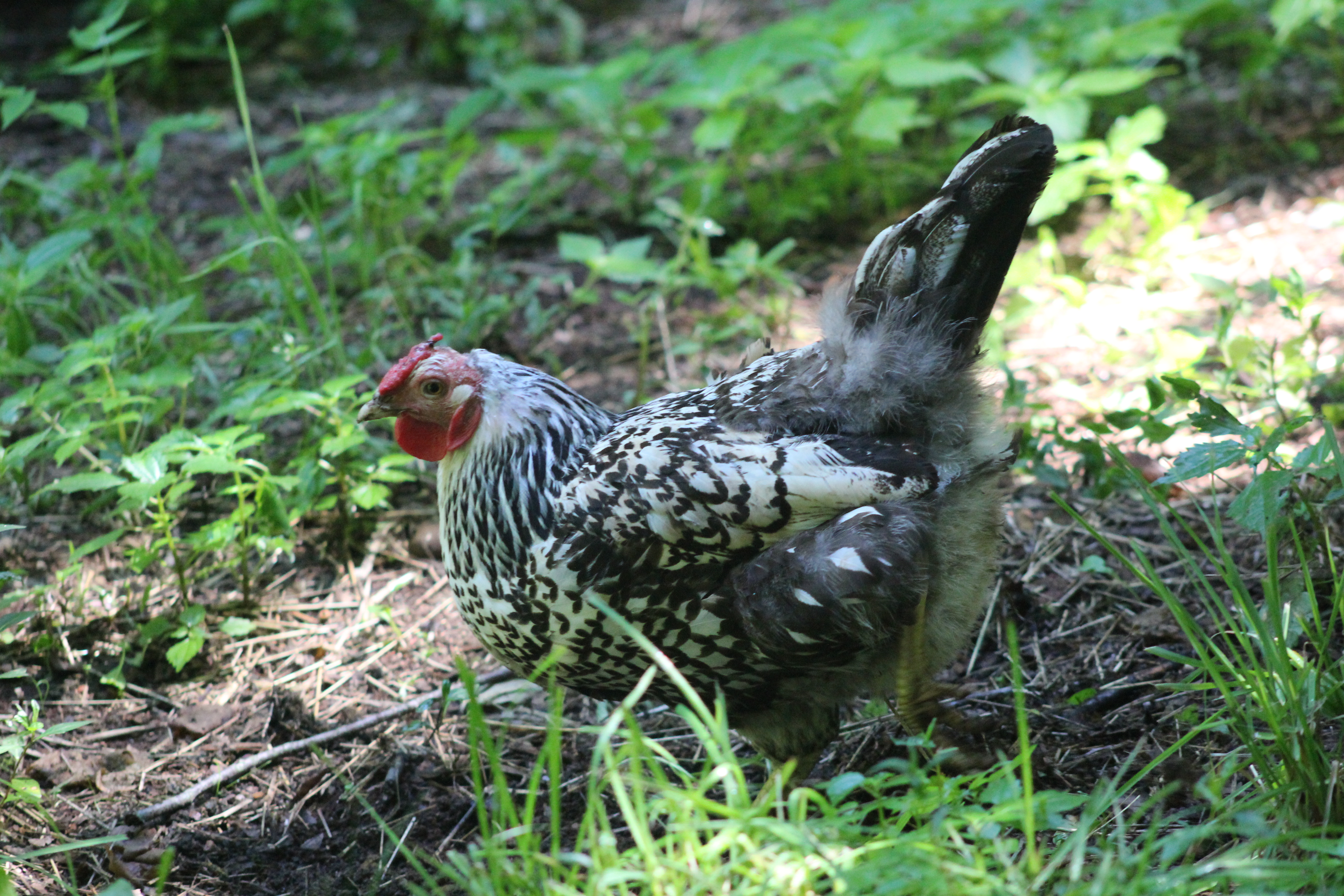 Syra the silver-laced Wyandotte trying to dig up some tasty bugs.