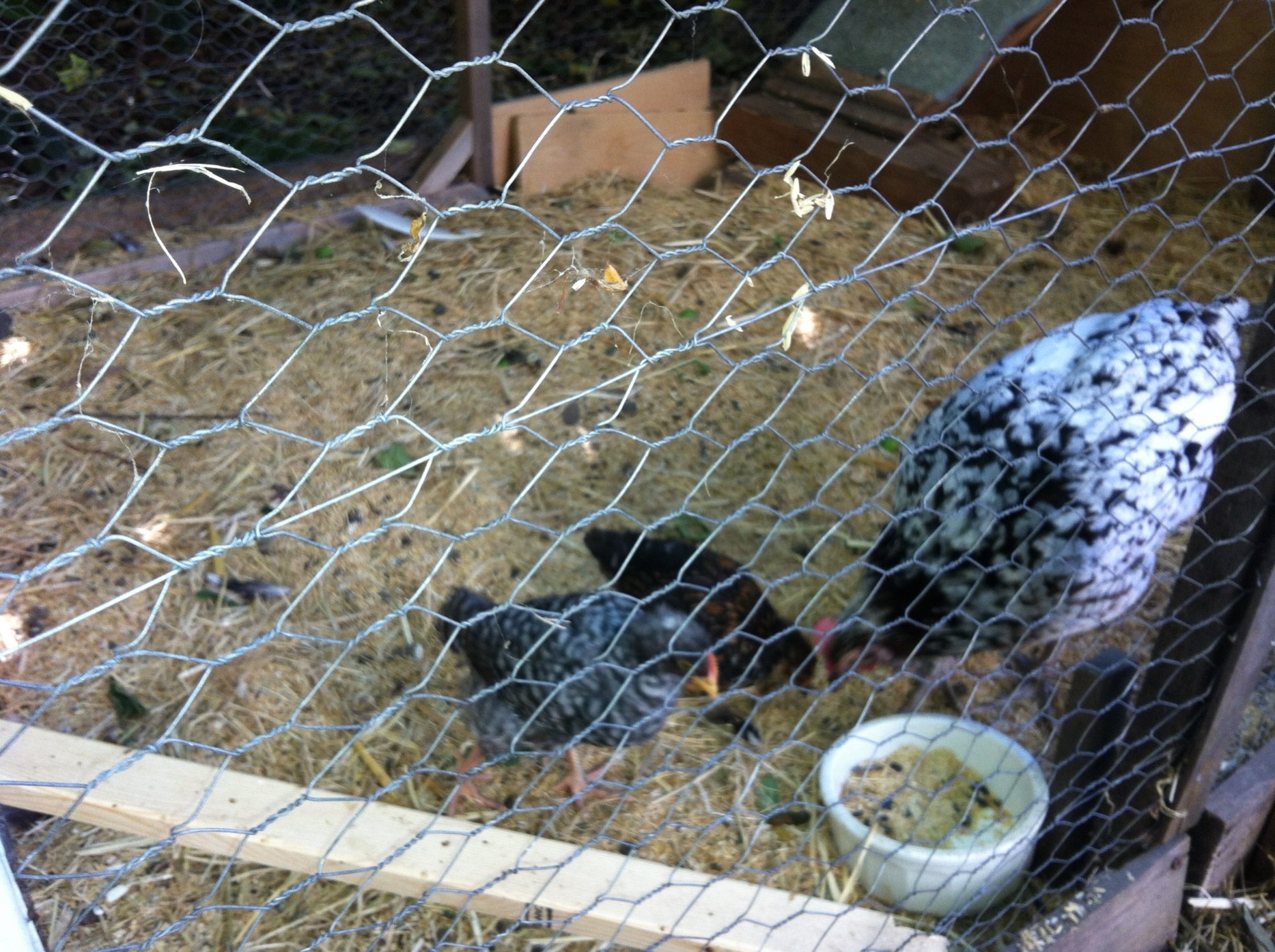 Tac with chicks now about a month old