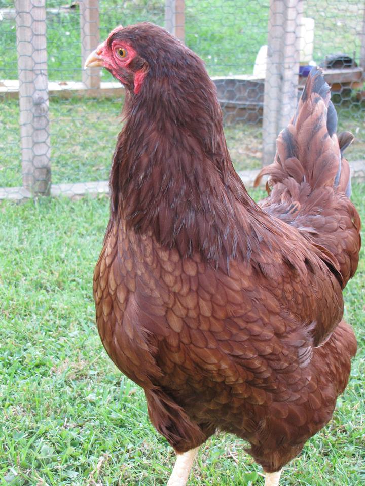 Taffy, Buckeye hen.