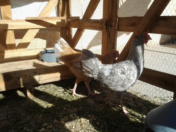 Tagrst and Amwan 4 months old. Possible Holland and Buff Orpington.
