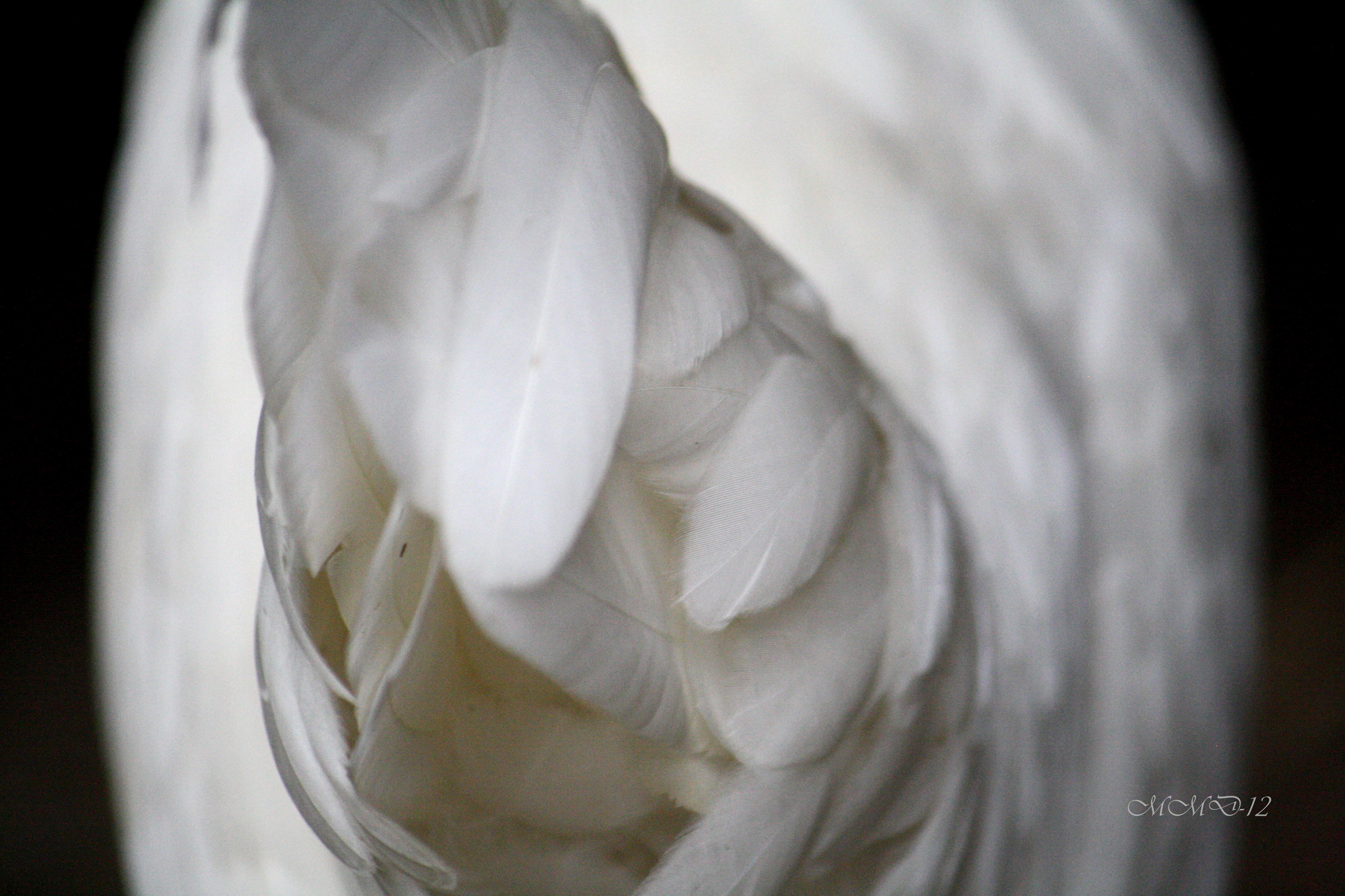 Tail feathers of a White Leghorn.