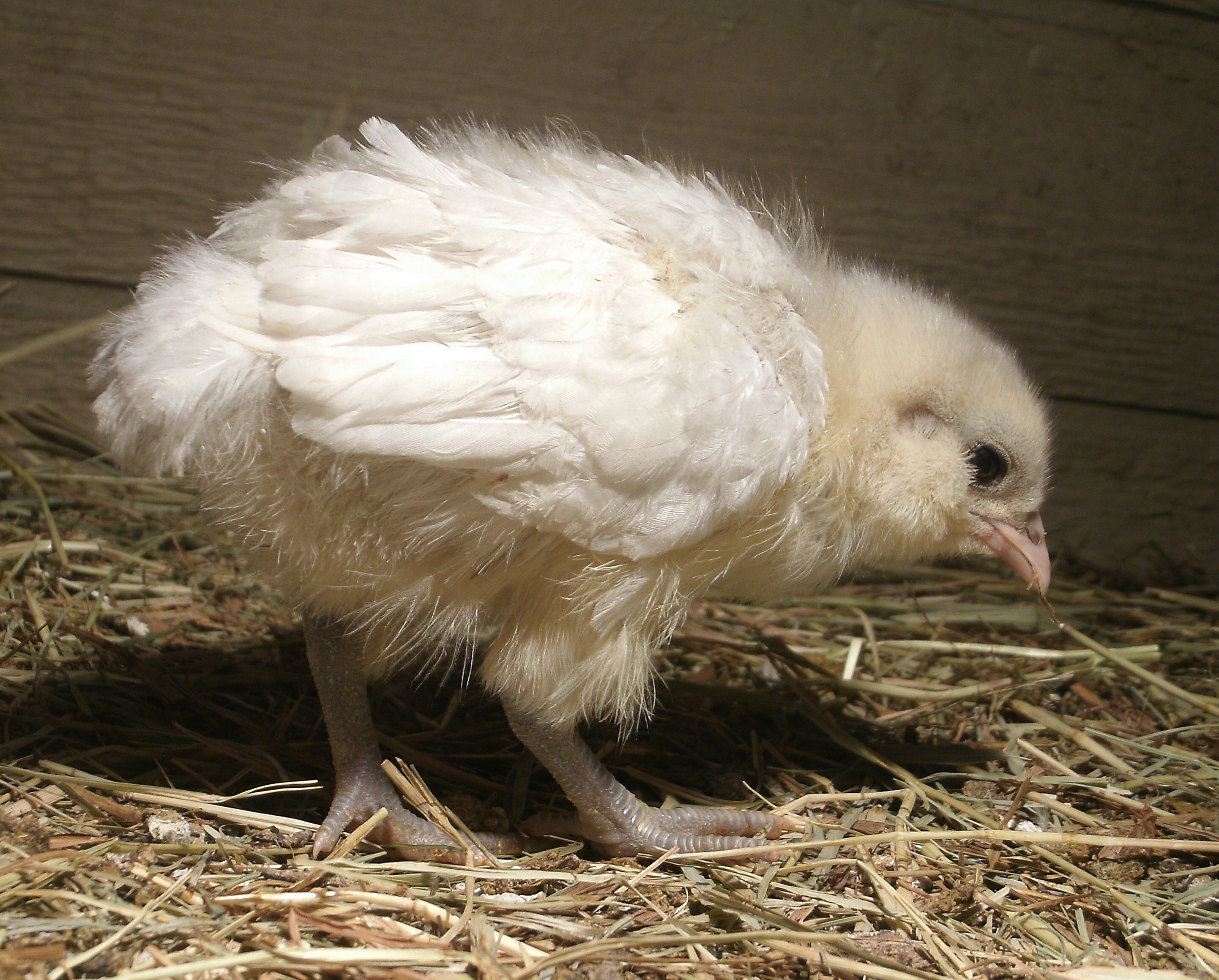 "Tail Feathers"
White Ameraucana Chick
1.5 weeks old