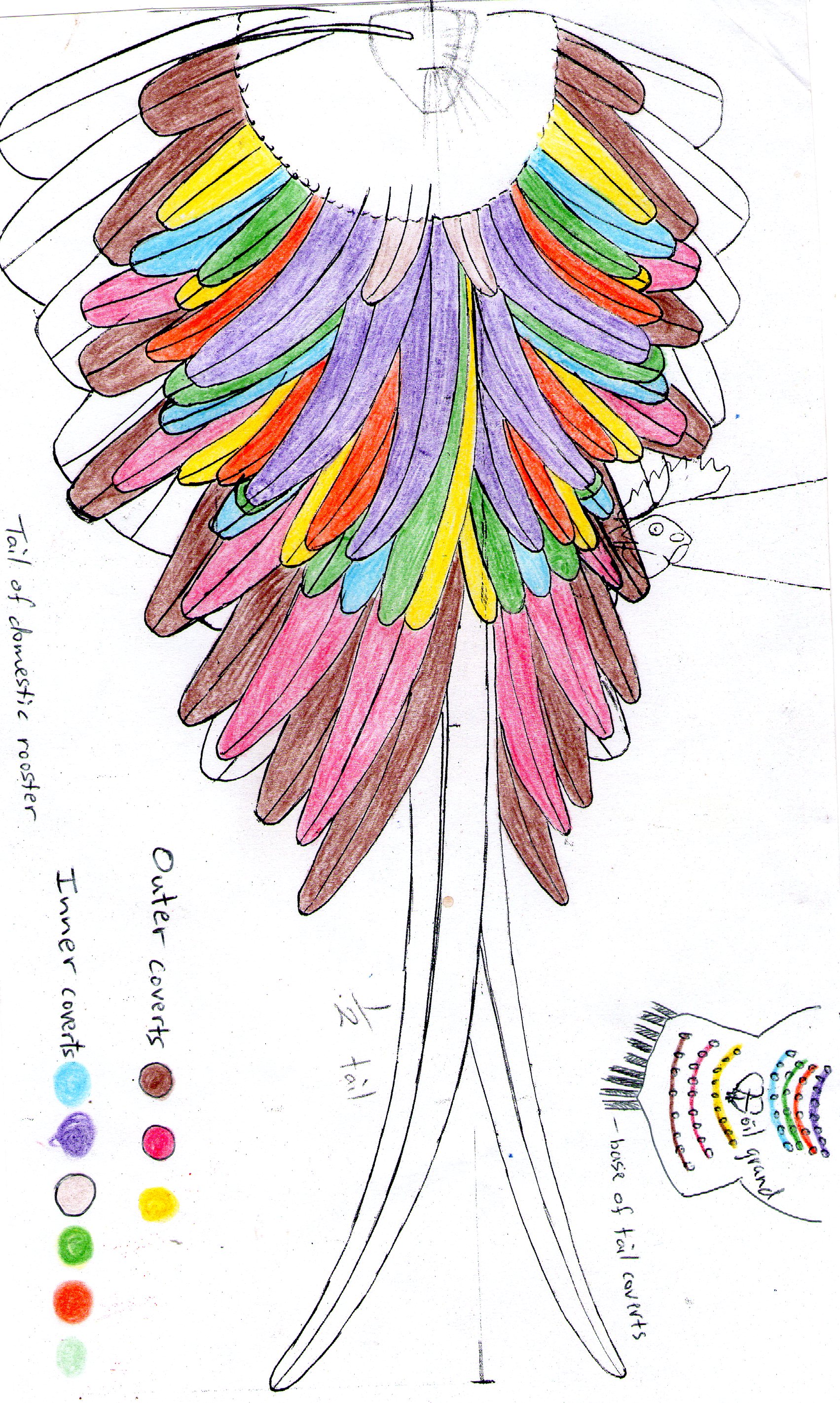 Tail of domesticed rooster.

Bases of 3 rows of outer tail coverts were behind the oil grand.
Bases of 5 rows of inner tail coverts were in front of oil grand.
Rump feathers were long and hanging over sides of rump.

Colours are not real, but coded.