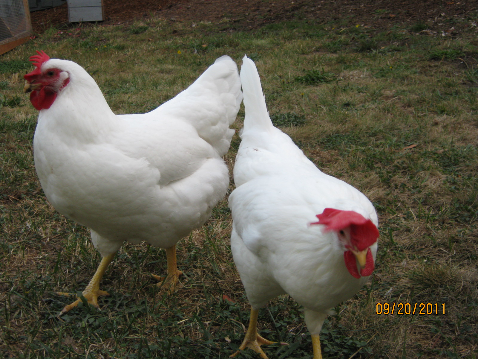 Tail to Tail; Pee and Snow(Pee had a yellow neck and head as a chick; we think she is a White Plymouth Rock).  Pee and Snow were buddies.
