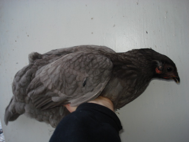 Tailed and tufted pullet. Her tufts are tiny. Hatched summer 2012.