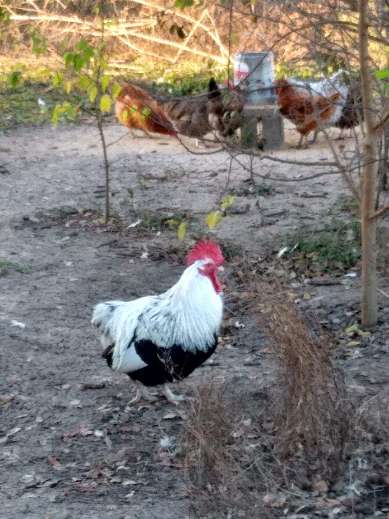 Tailless the Silver Grey Dorking Rooster