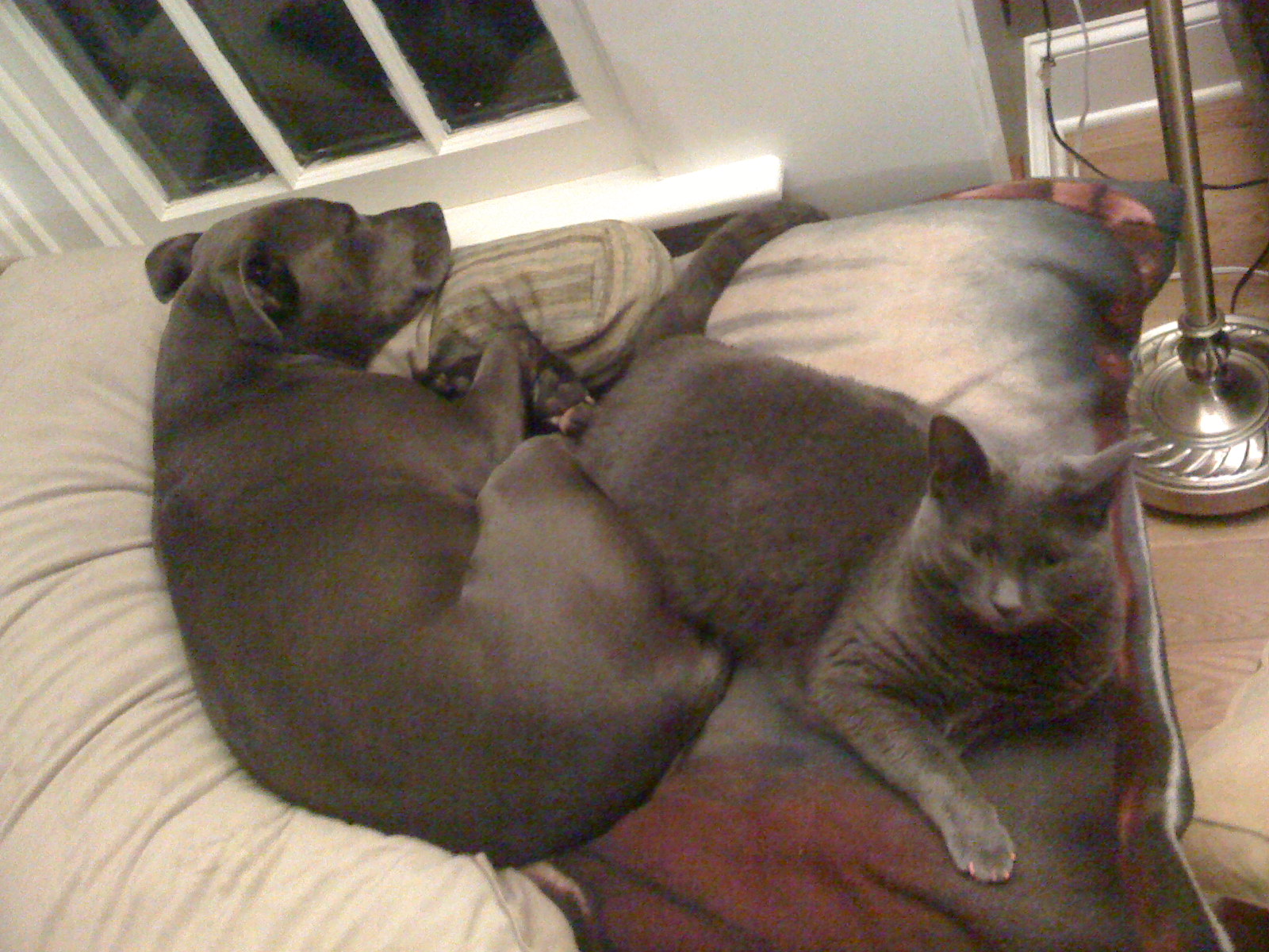 Taj cuddling with her sister.