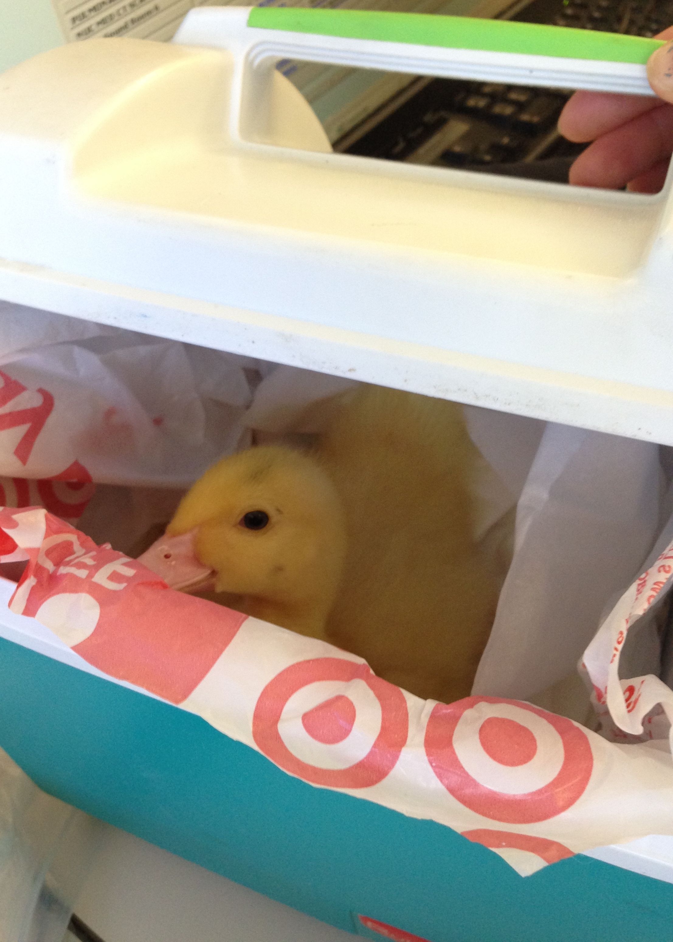Take your ducky to work day