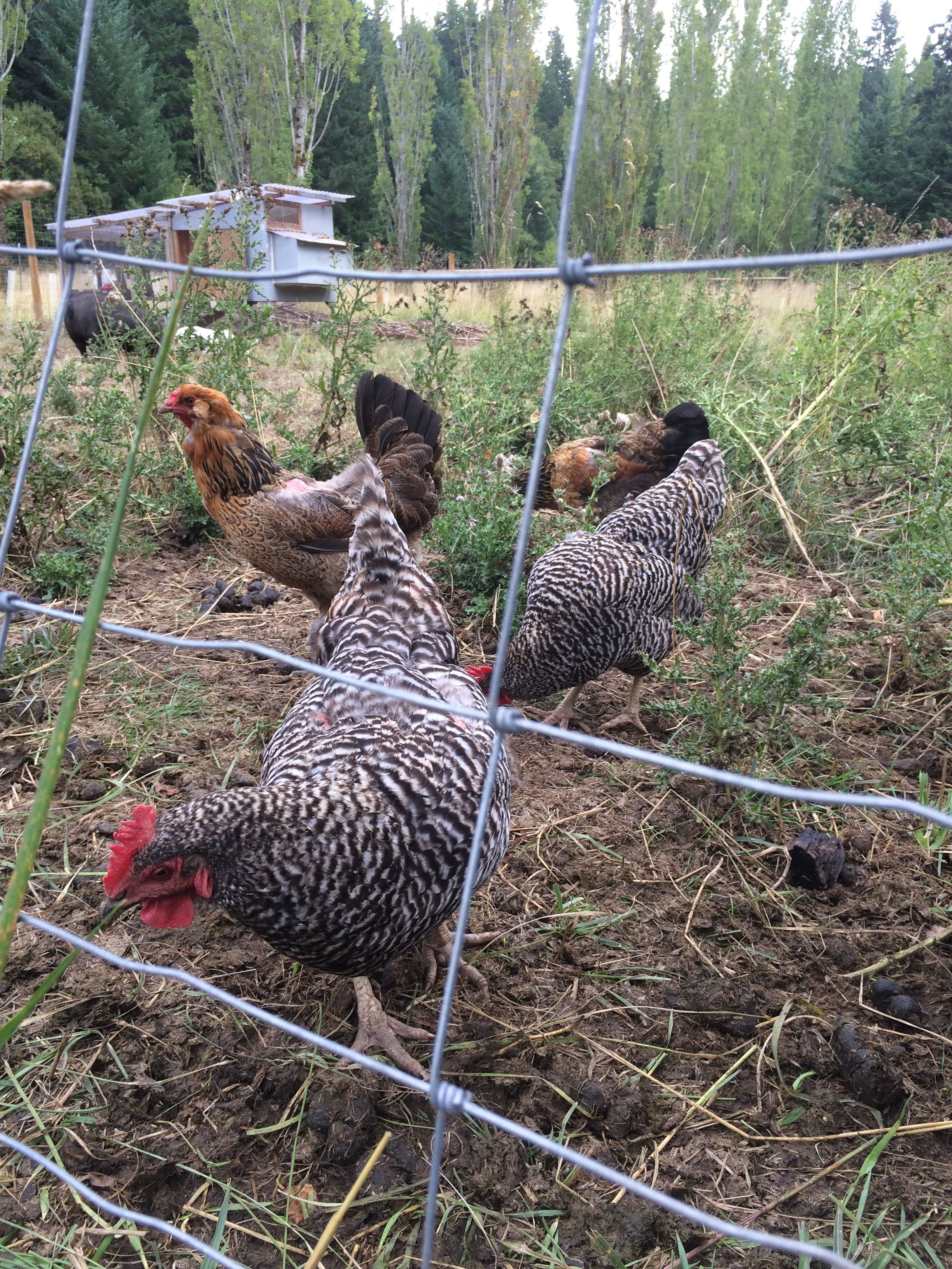 taken September 4, 2015. Ostrich, barred rock in front, You is the barred rock to the right. Marilyn is on the left with bare back and tail feathers.